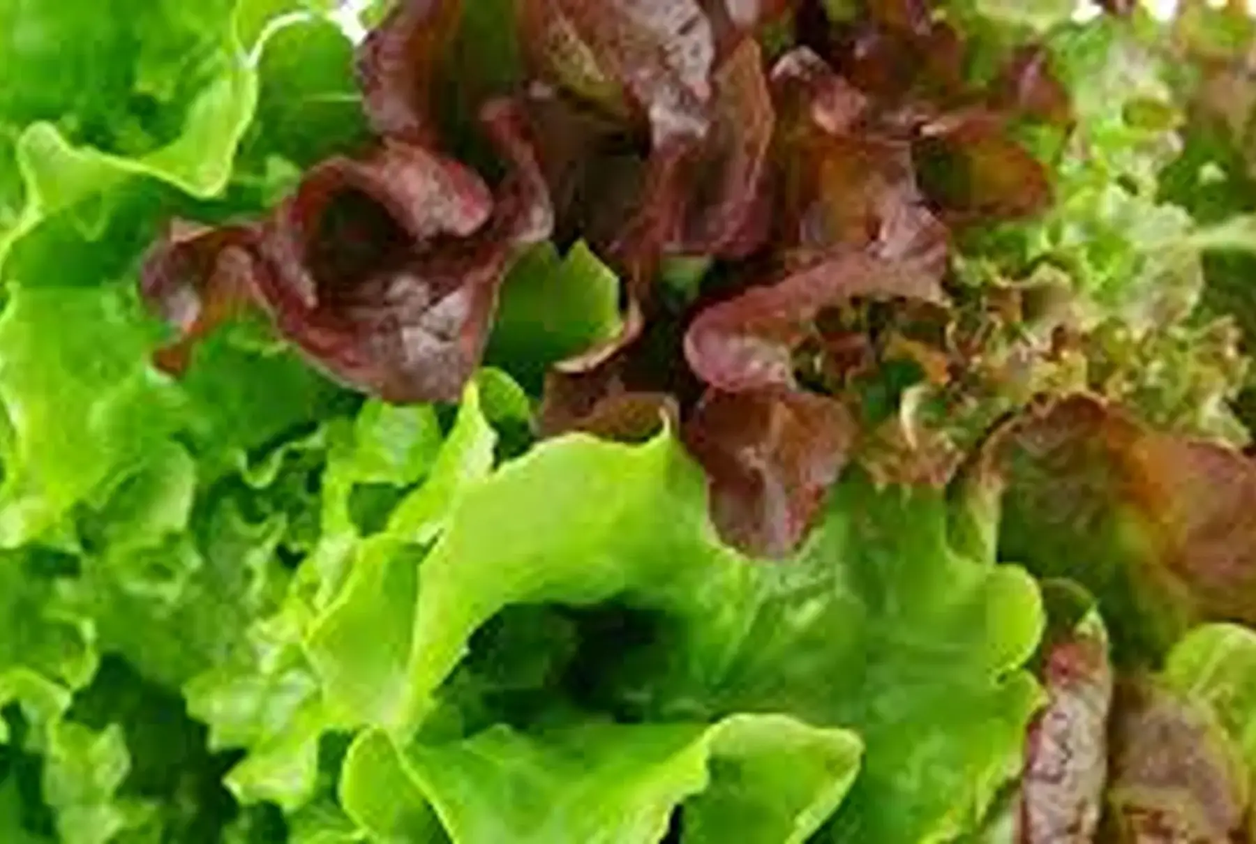 salade de saison « champs % »