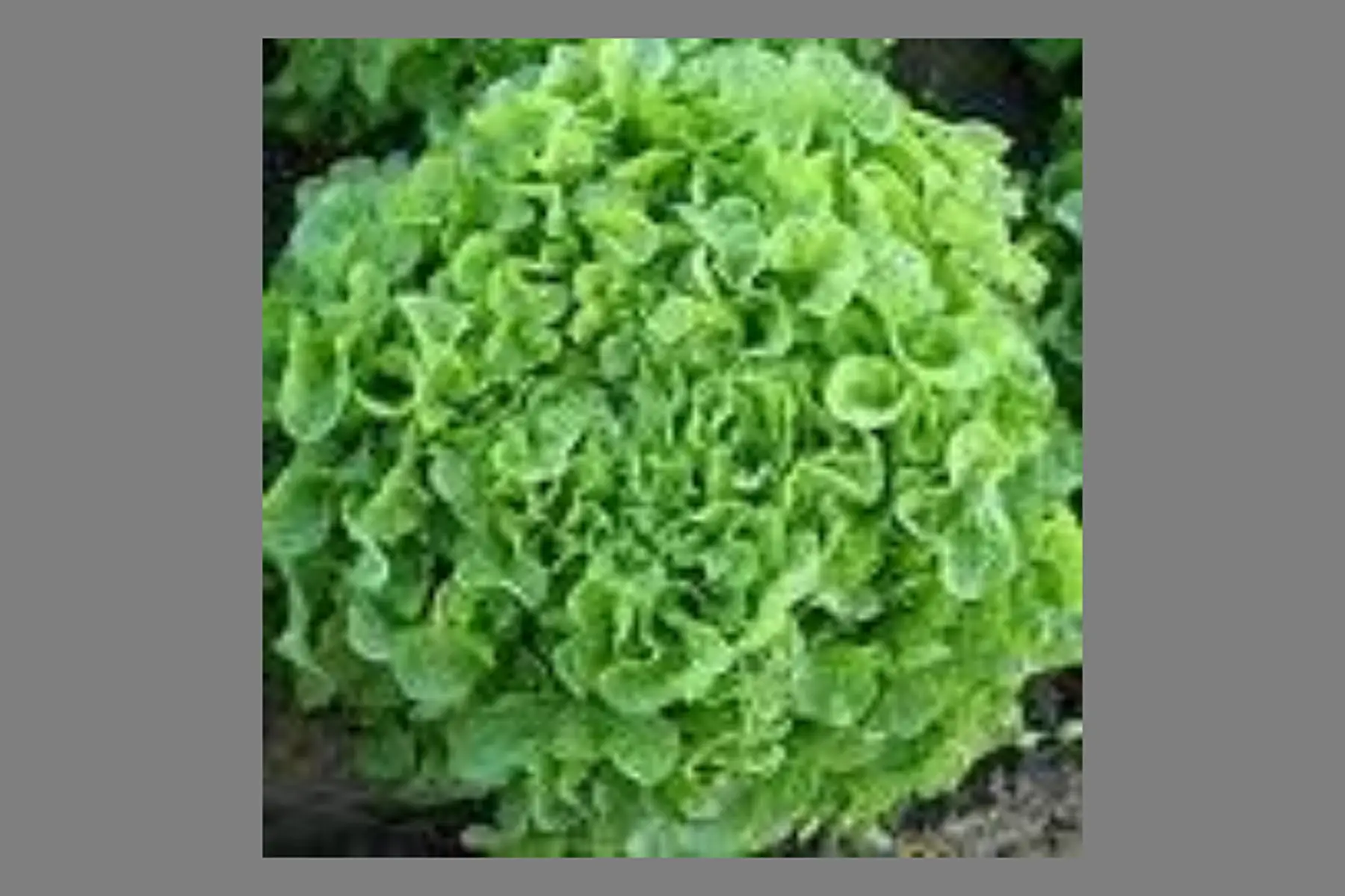 salade : feuille de chêne verte