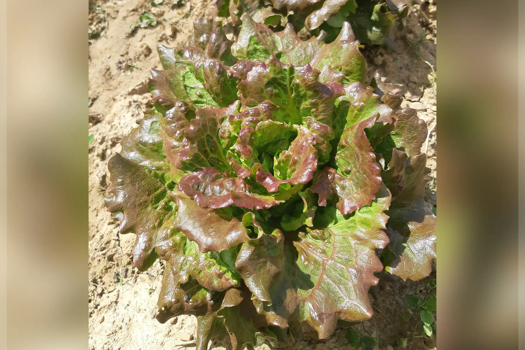 salade : batavia rouge