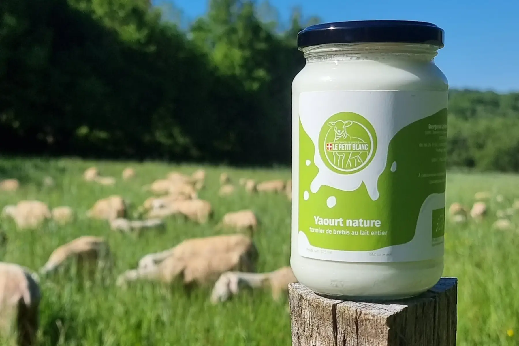 le yaourt nature