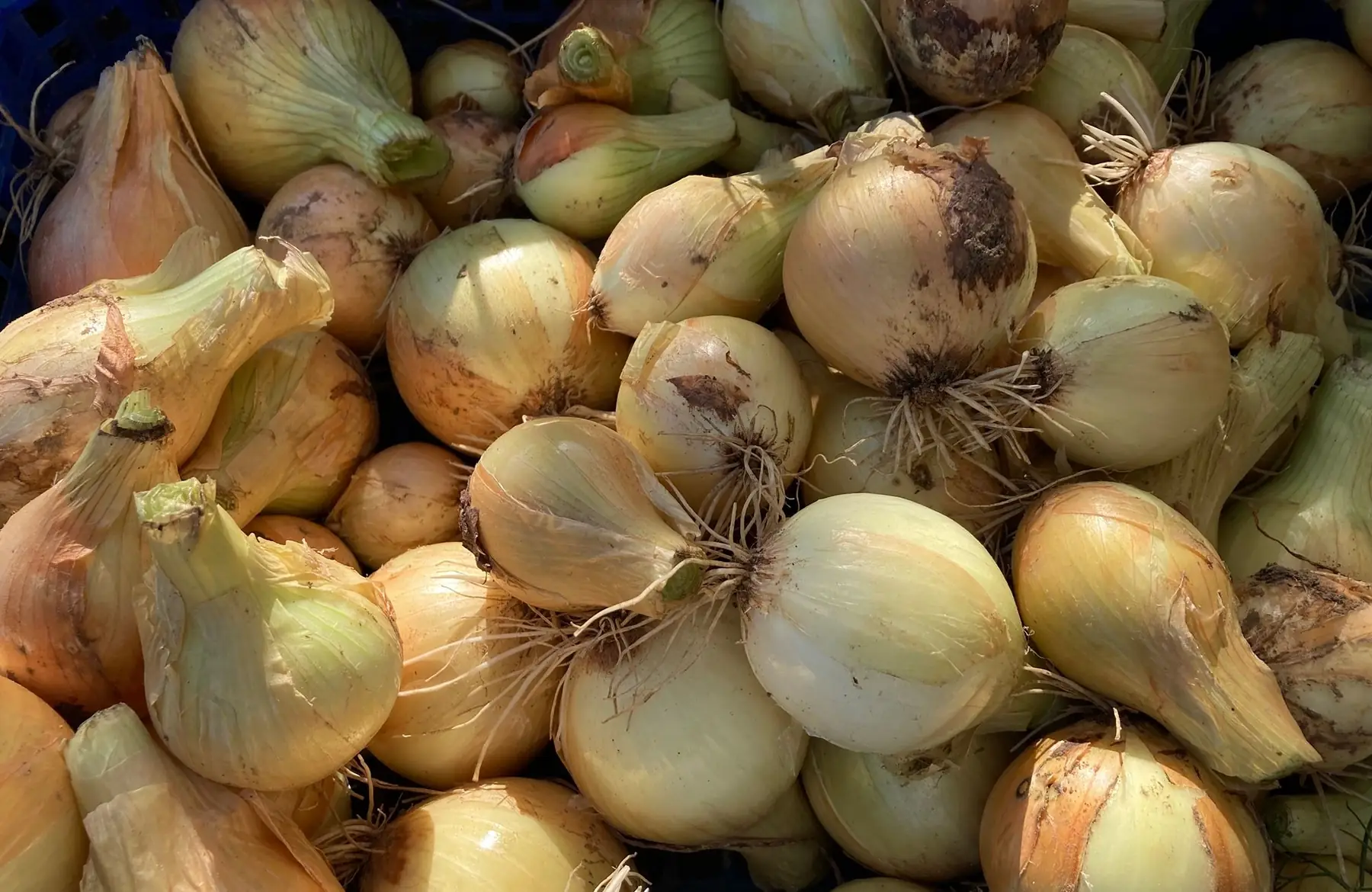 oignon