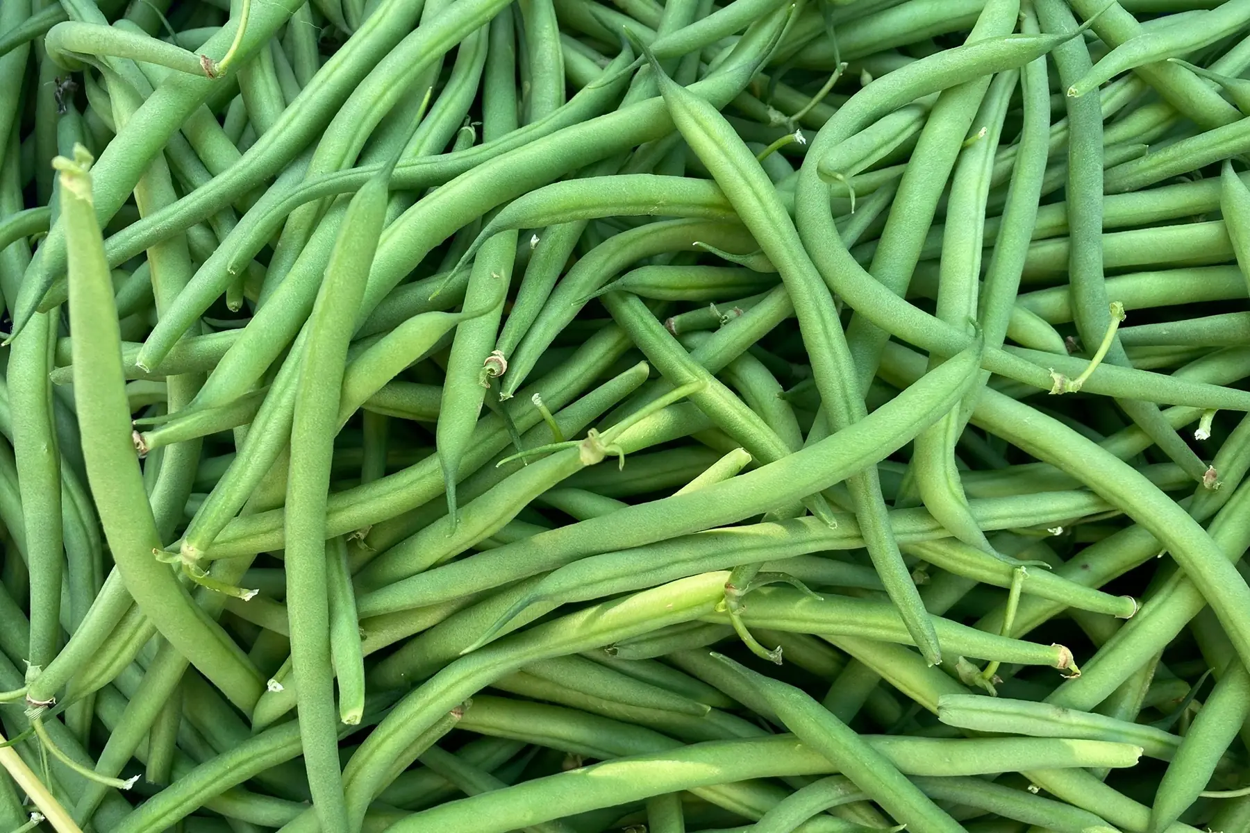 haricot vert