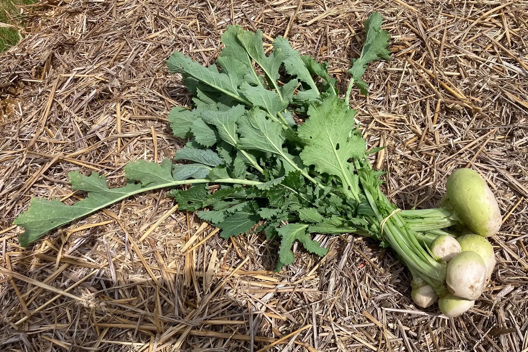 Le Panier à roulettes