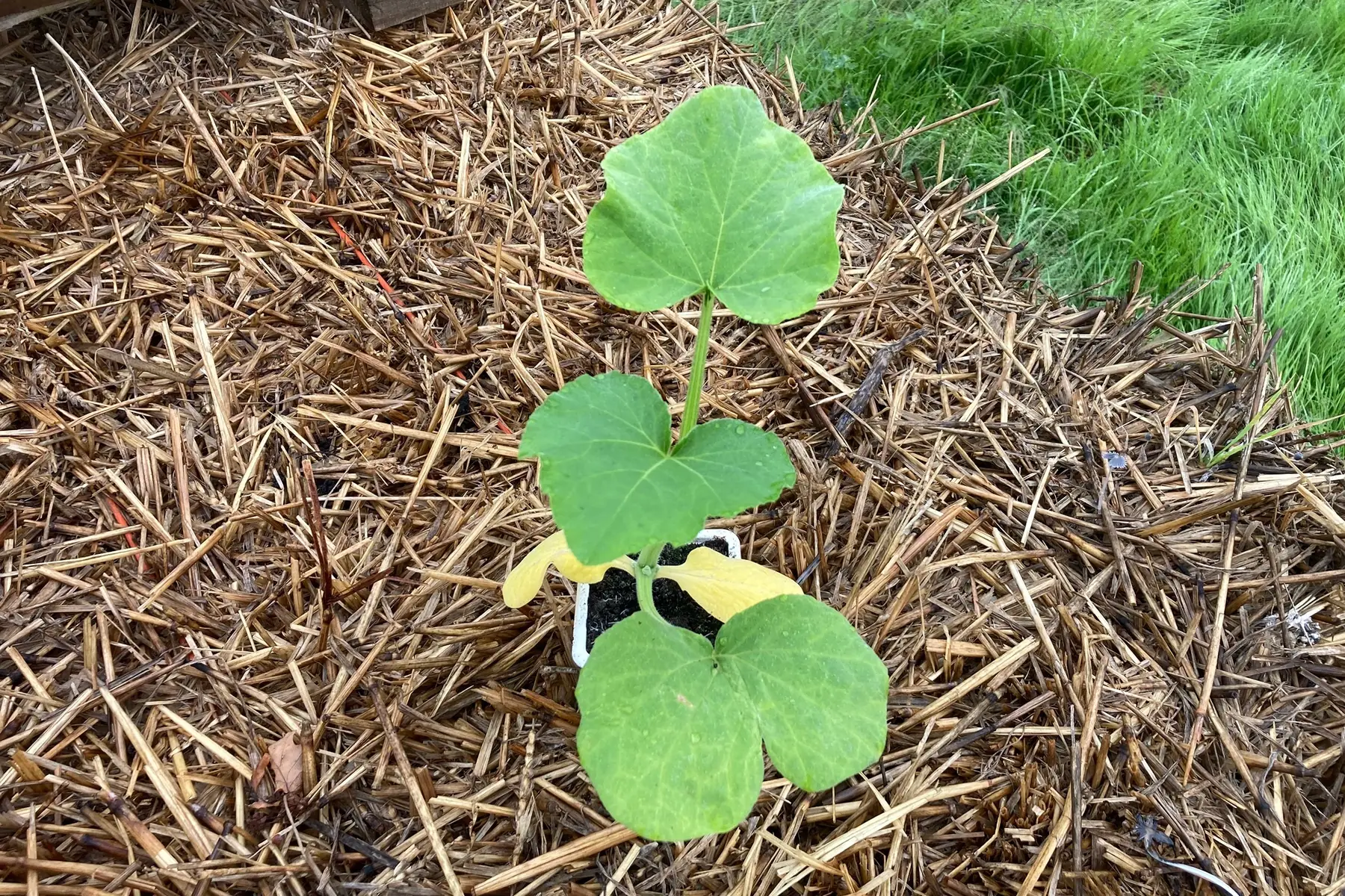 plant butternut