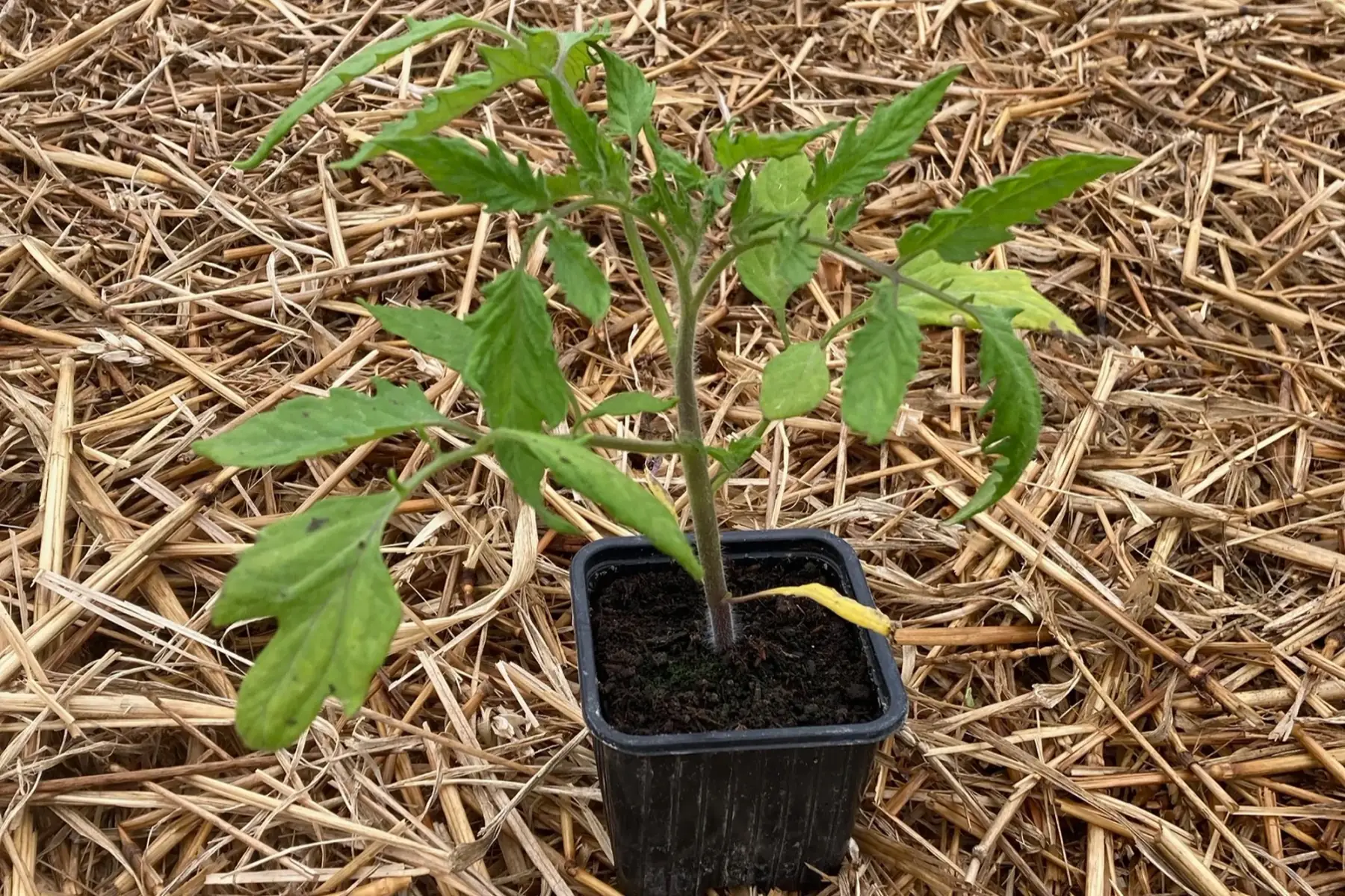 plant tomate andine cornue