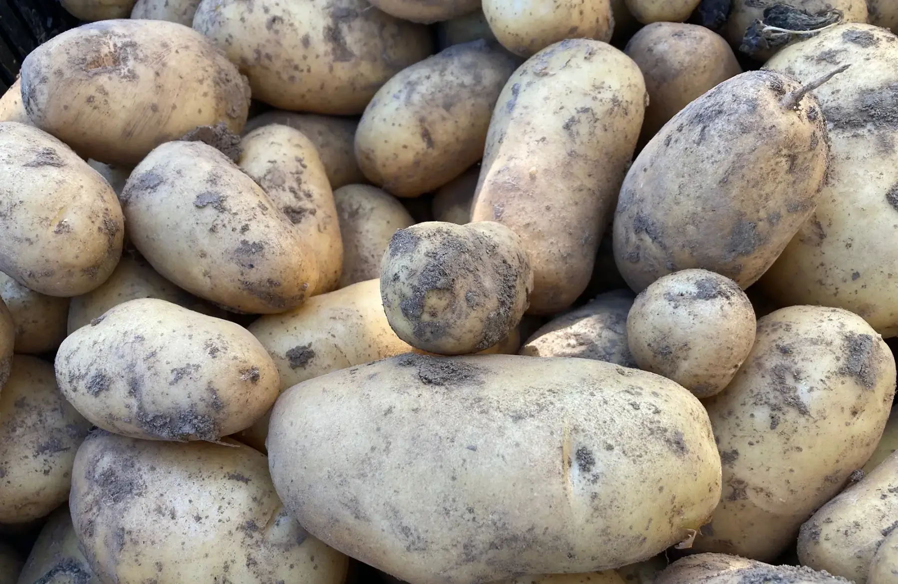 pomme de terre nouvelle lot de 3kg