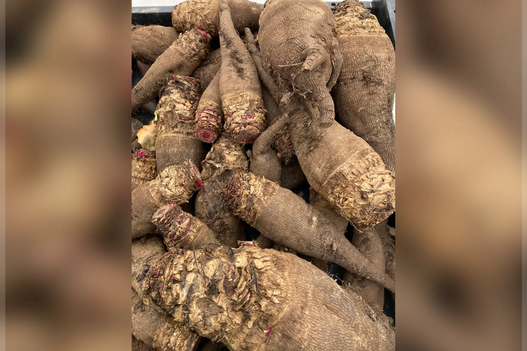 betterave crapaudine