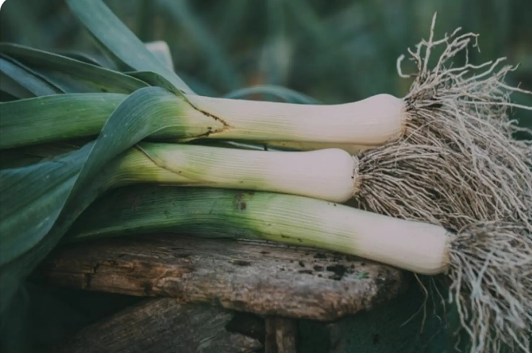 Poireaux