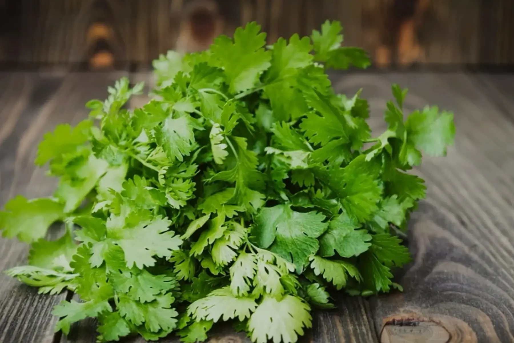 Bouquet de coriandre