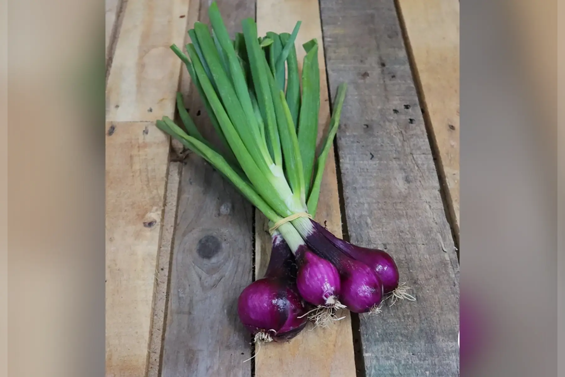 Oignons rouges bottes