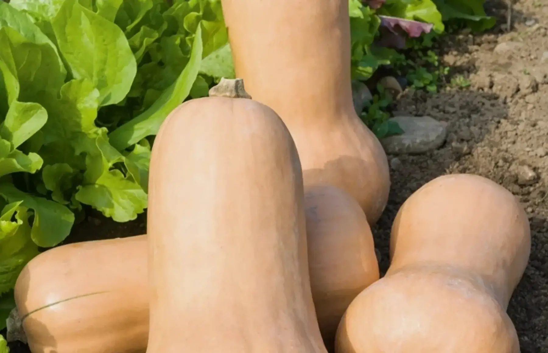 Courges butternuts