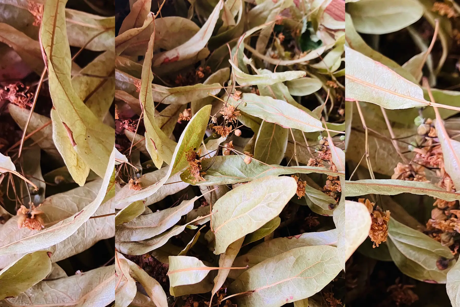 Tilleul : Fleurs et bractées