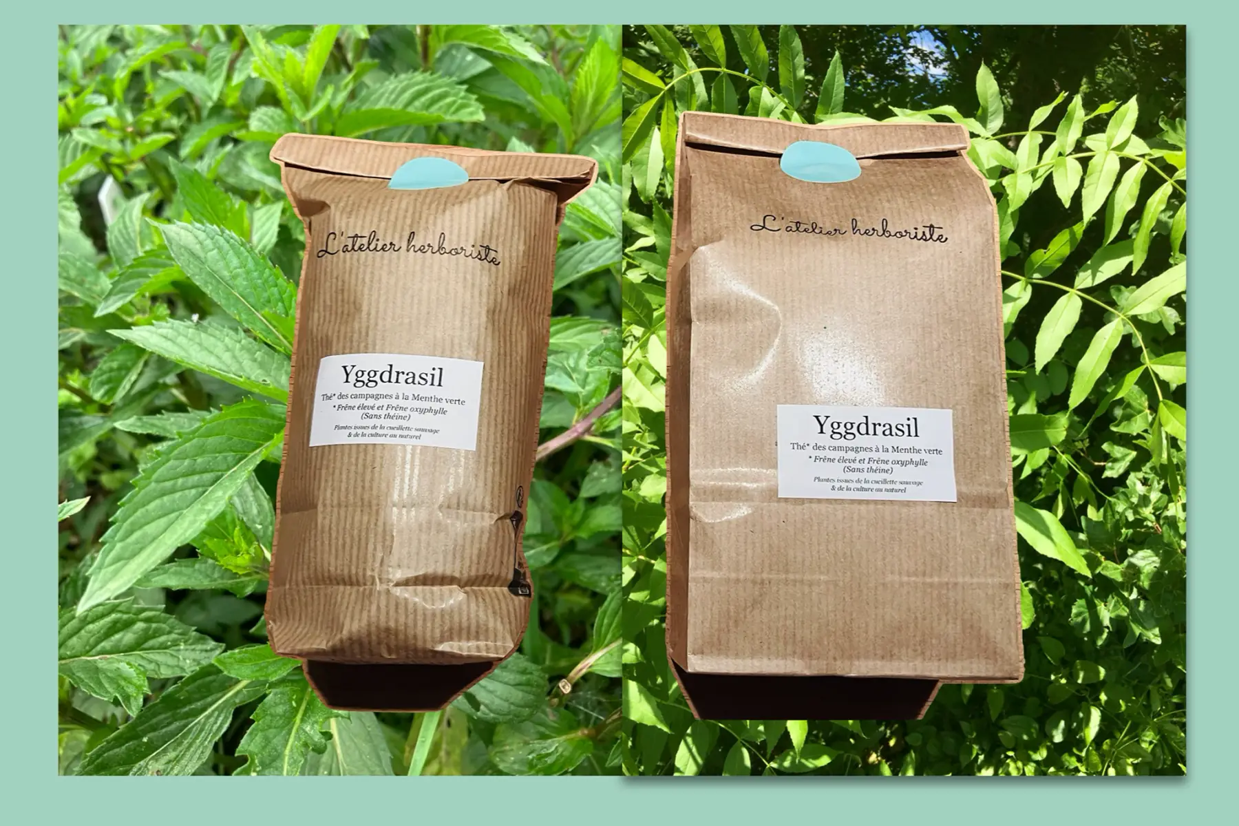 yggdrasil : frêne à la menthe verte