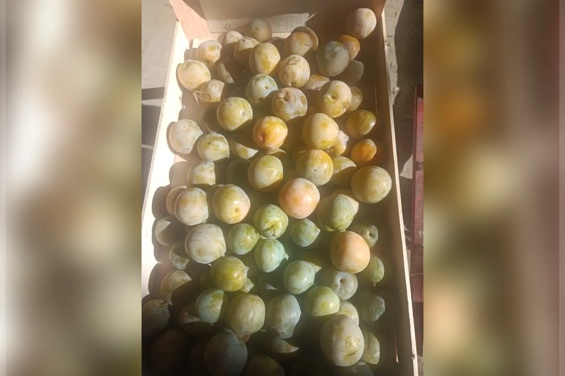 Prunes BAVAY moches sans traitement