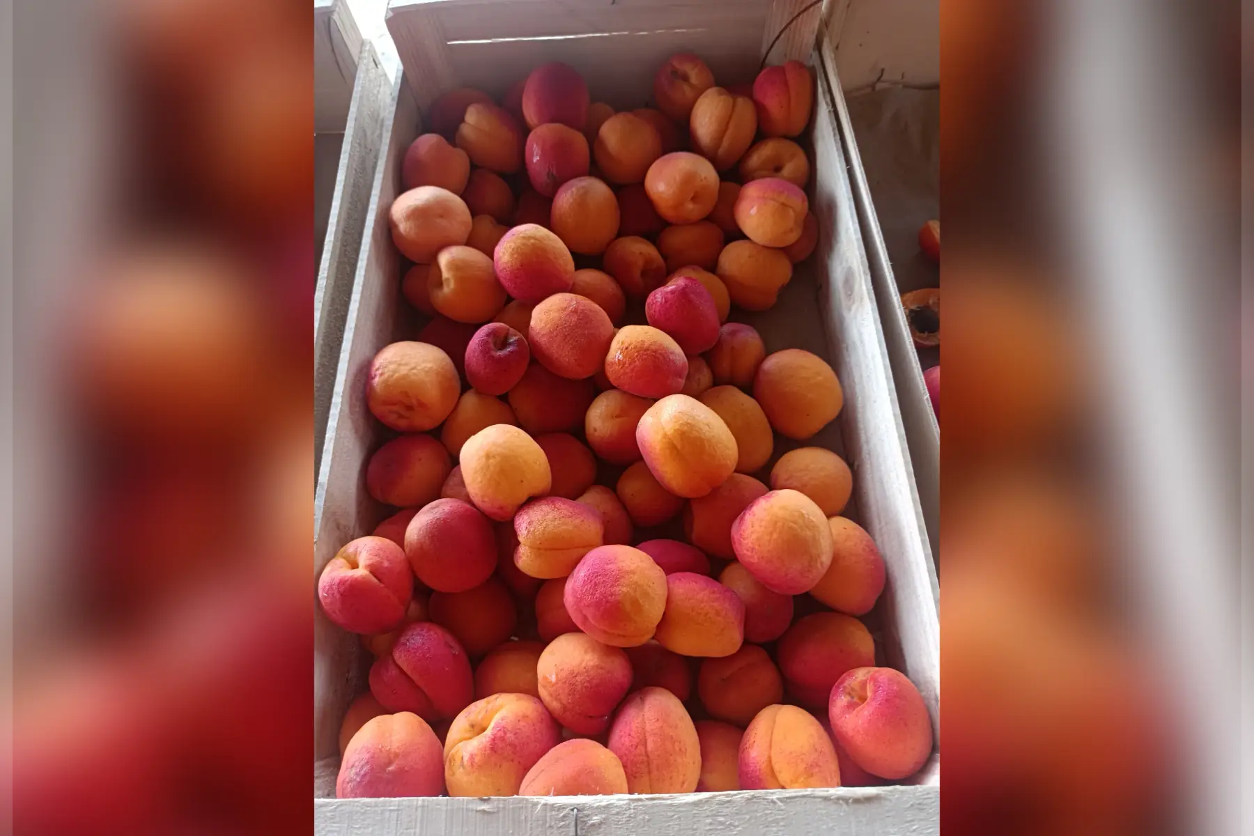 abricots à confiture