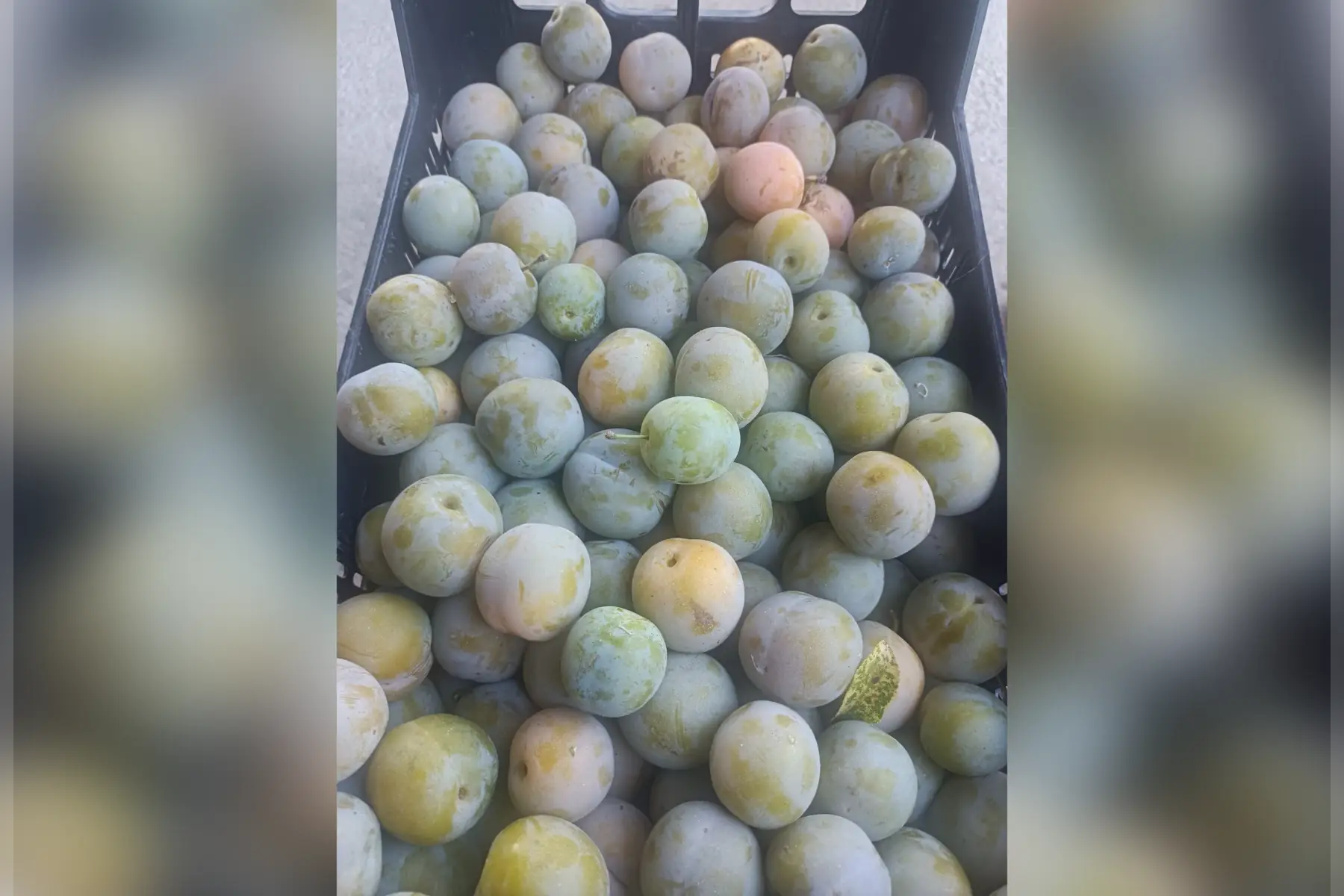 Prune BAVAY (REINE CLAUDE) sans traitement