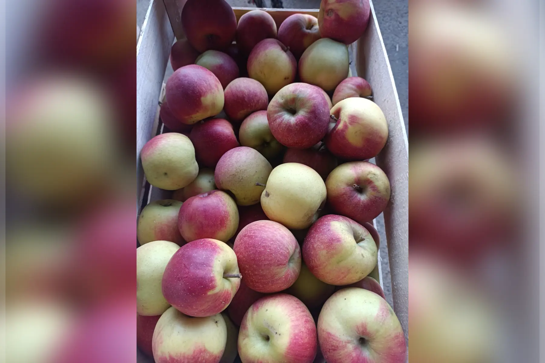 Plateau Galiwas sans traitement tavelure