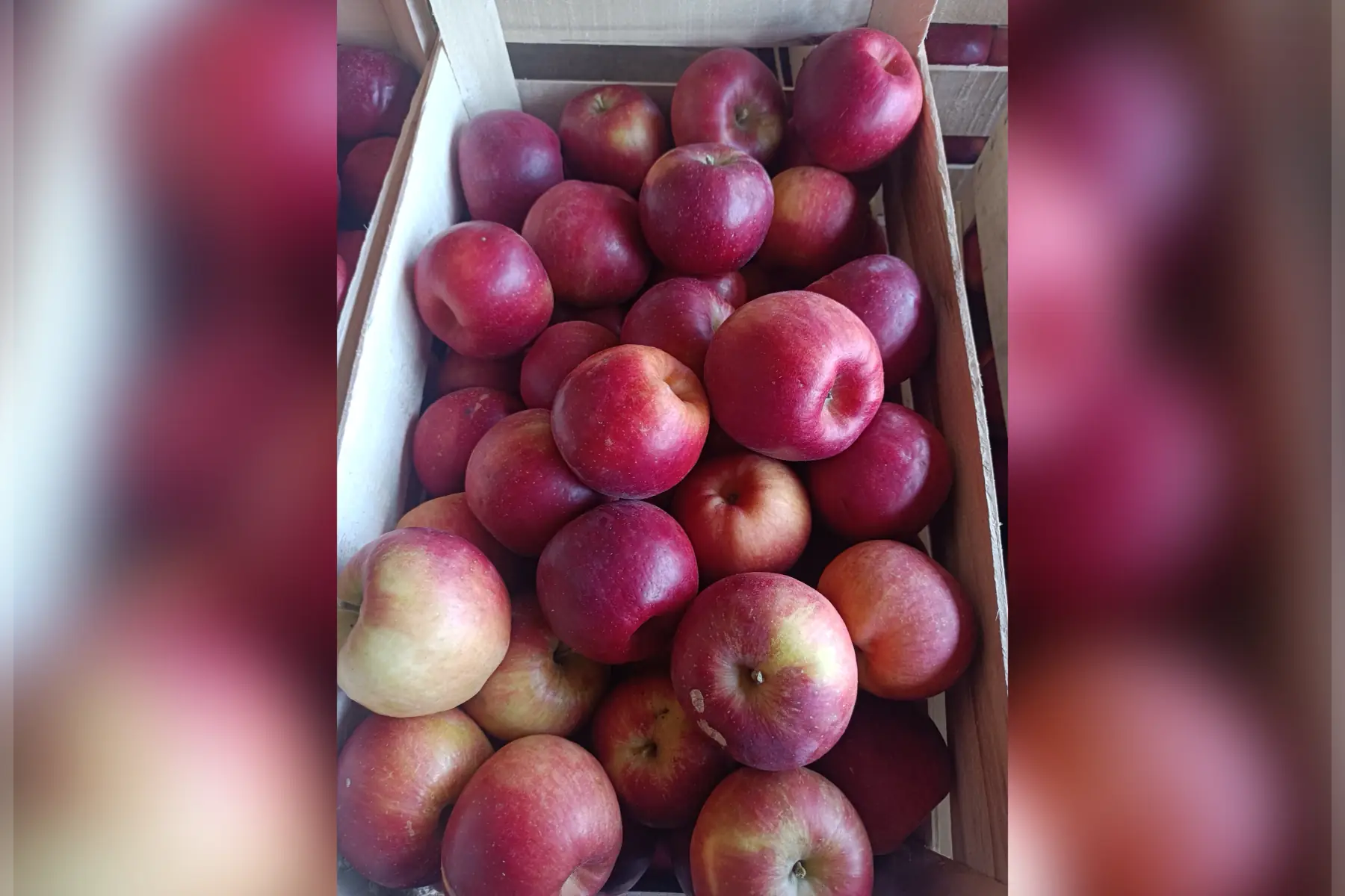 Plateau Ladinas sans traitement tavelure