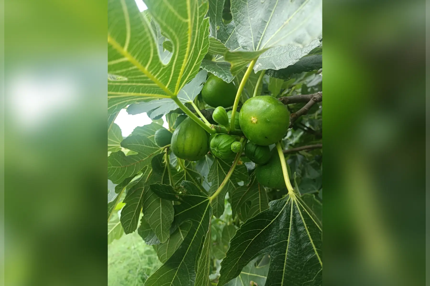 figues blanches plateau de 5 kgs