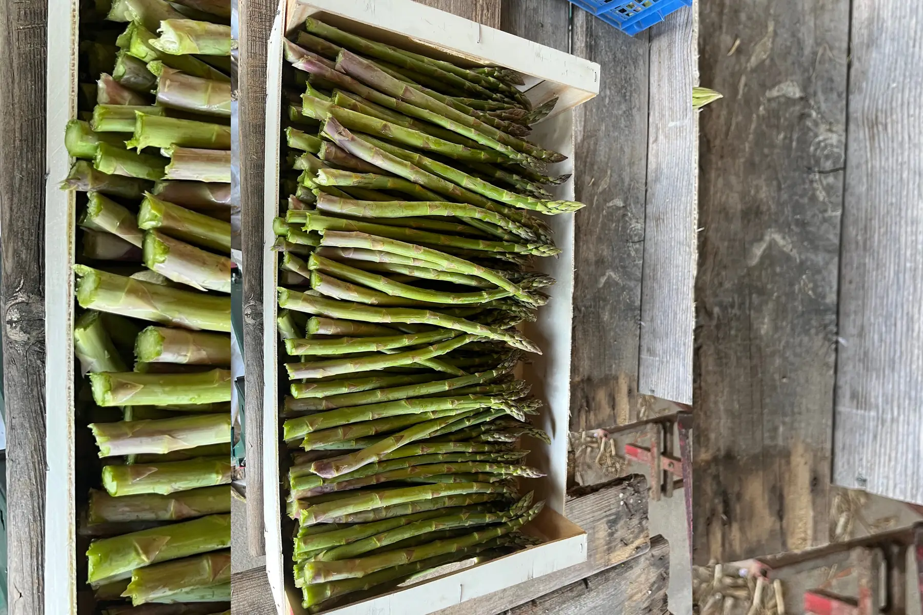 Asperges fines Plateau spécial congèle