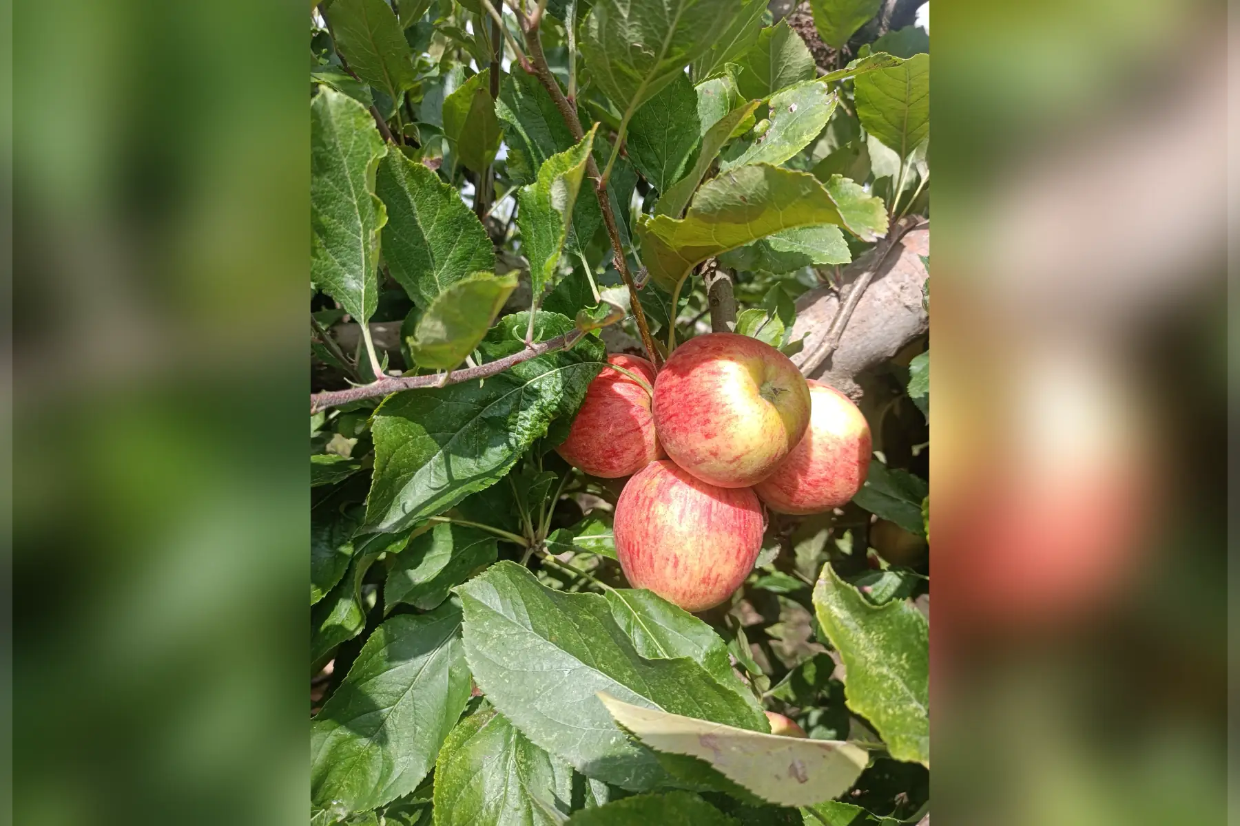 pomme Royal gala au kg gros calibre