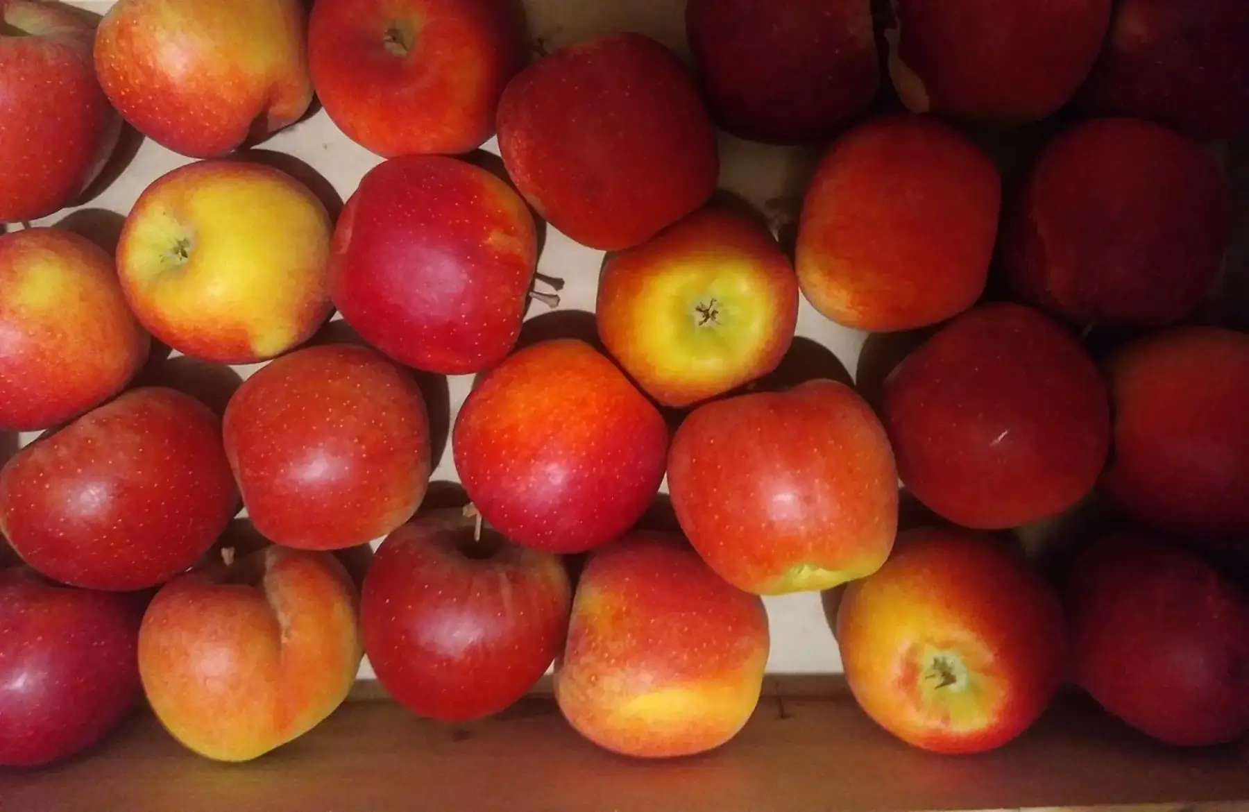 Pomme swing sans traitement tavelure