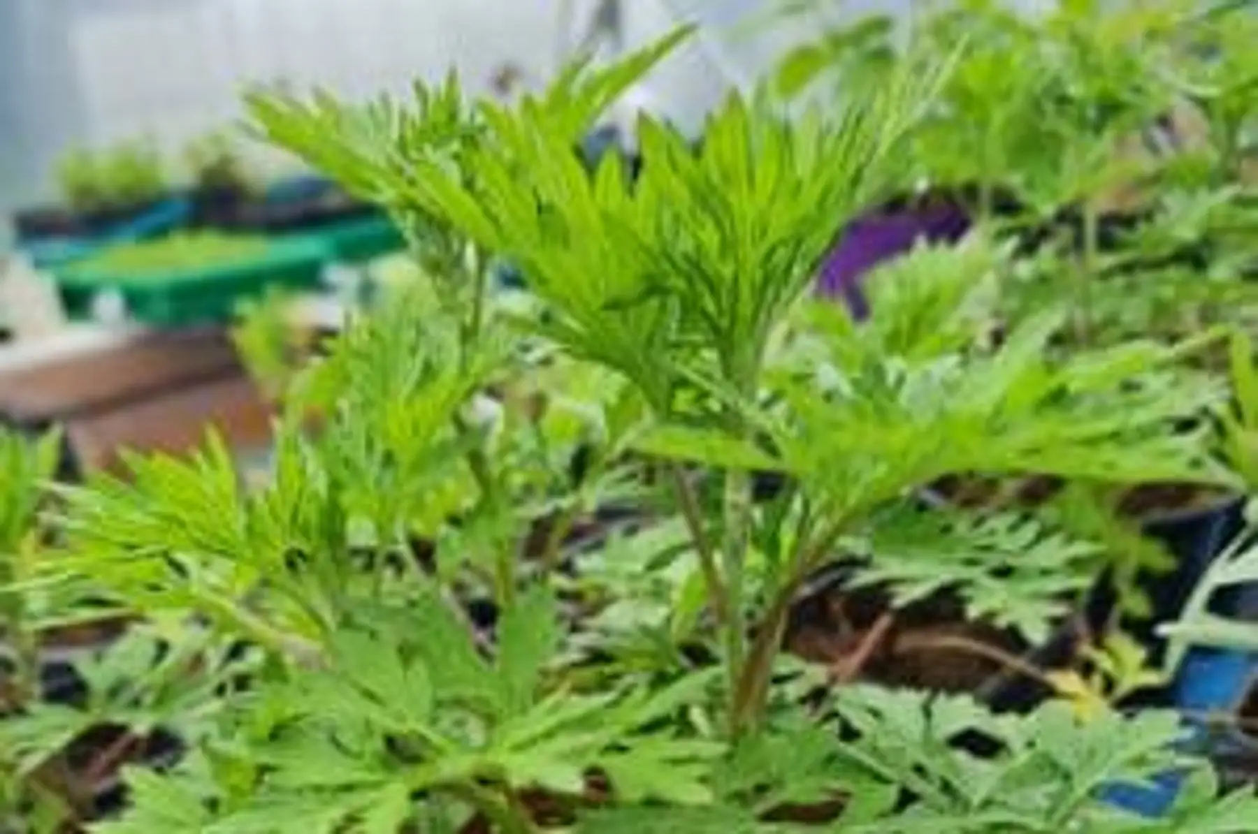 plant armoise commune