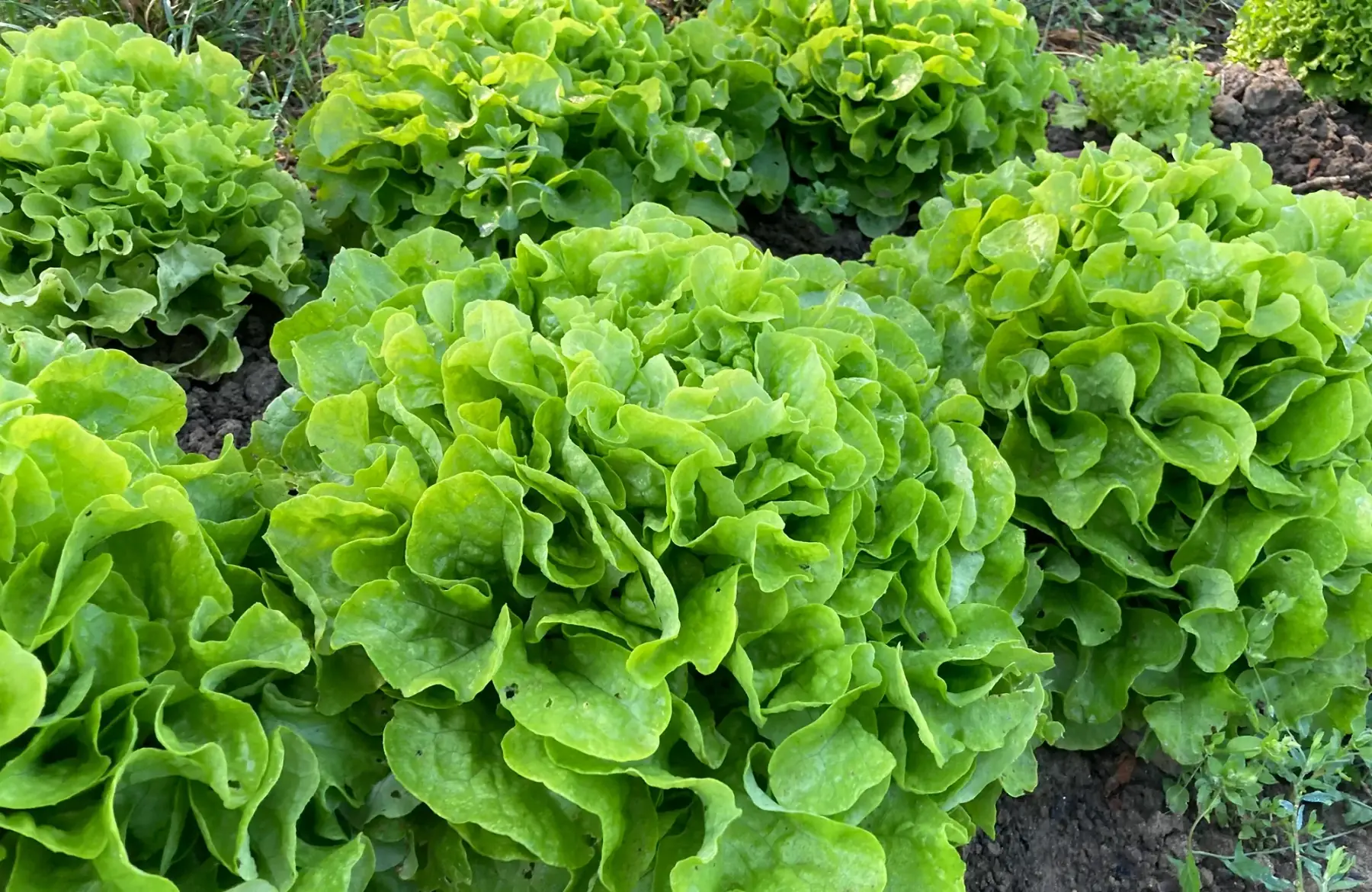 salade feuille de chêne blonde