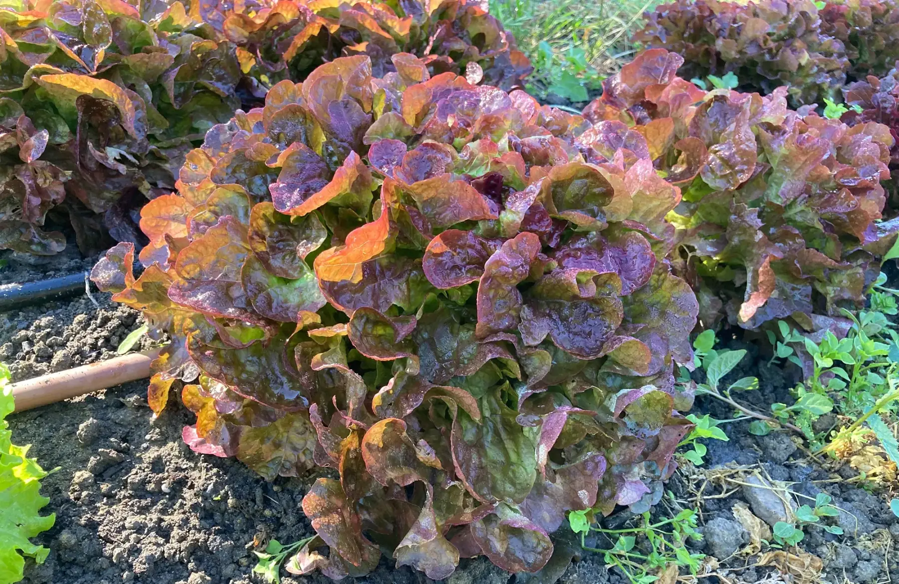 salade feuille de chêne rouge