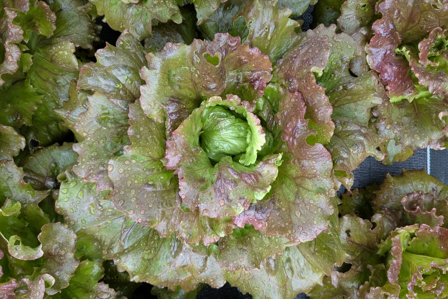 Laitue Batavia rouge Magenta