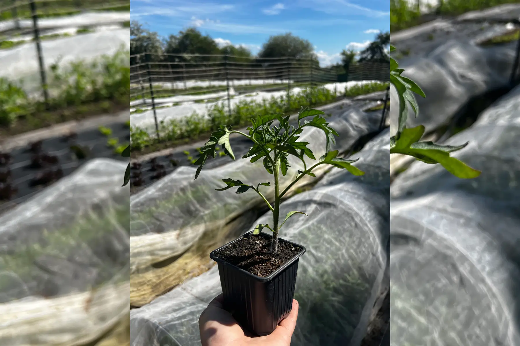 Plant tomate ancienne
