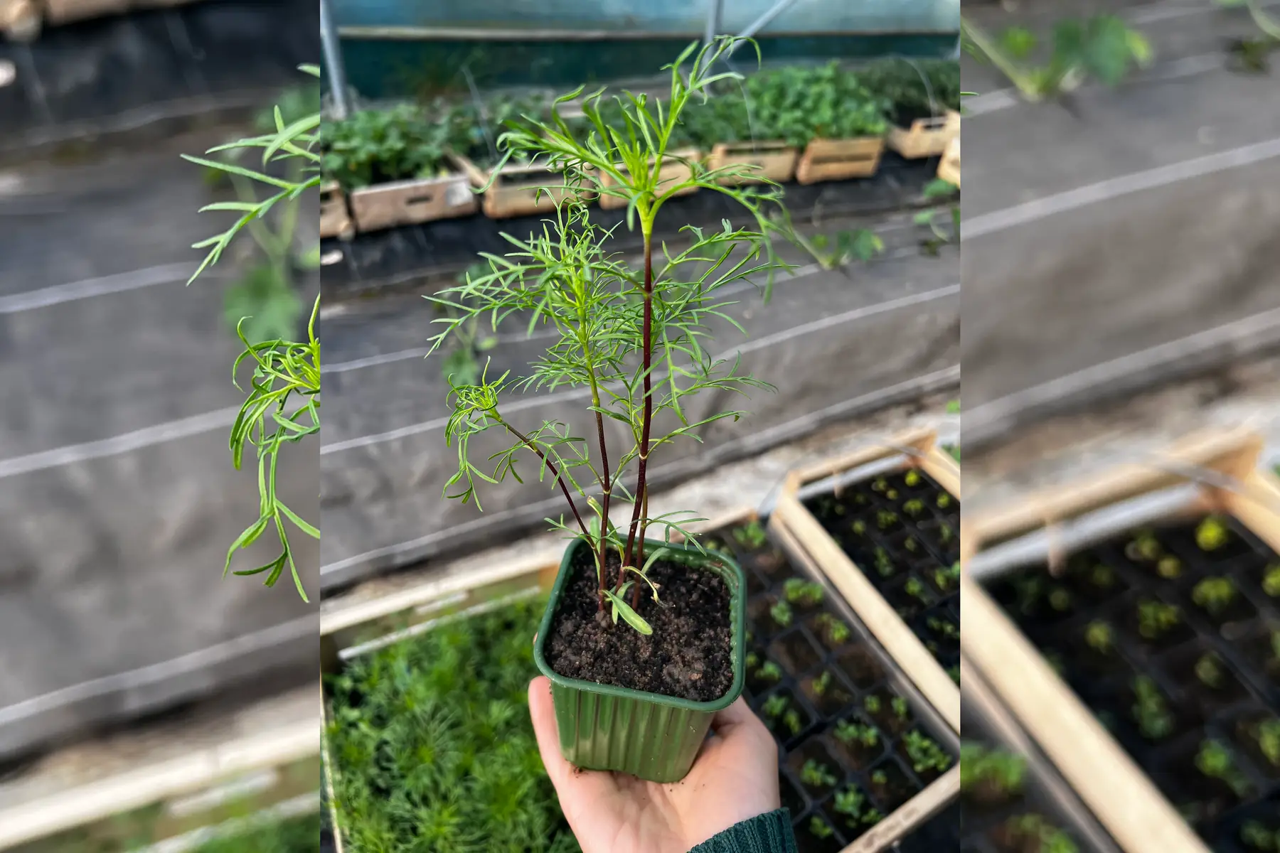 Plant cosmos