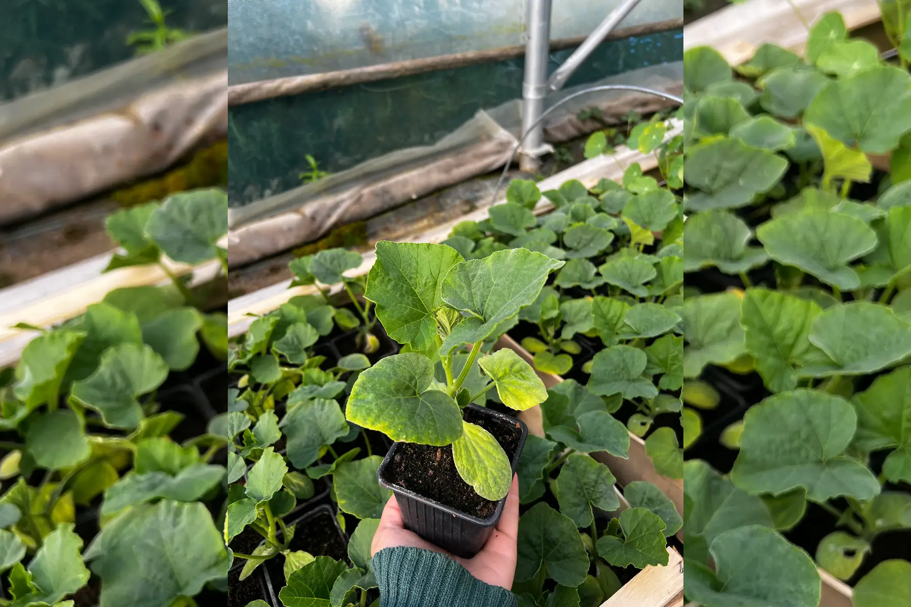 Plant de courge