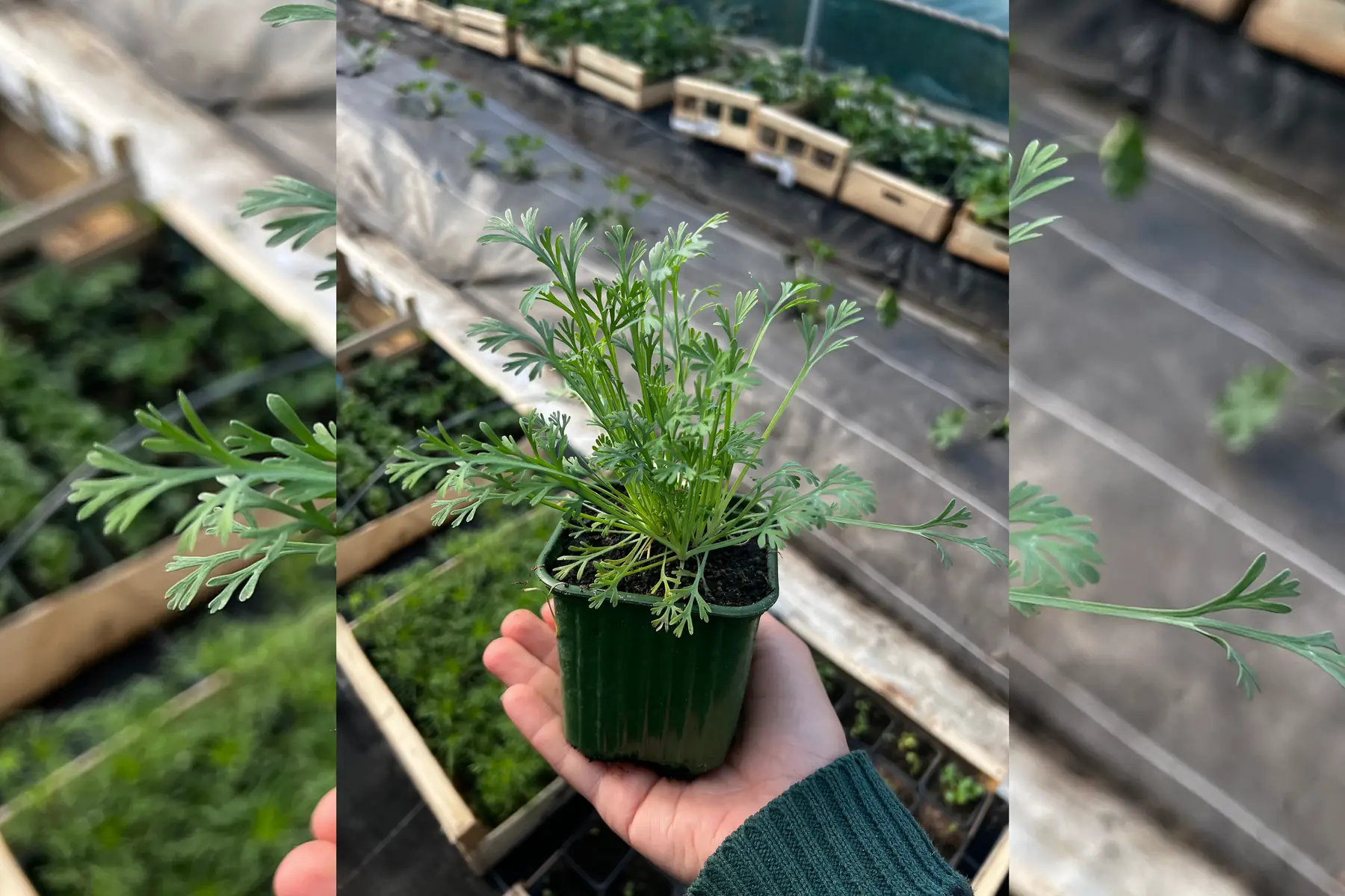 Plant pavot californien