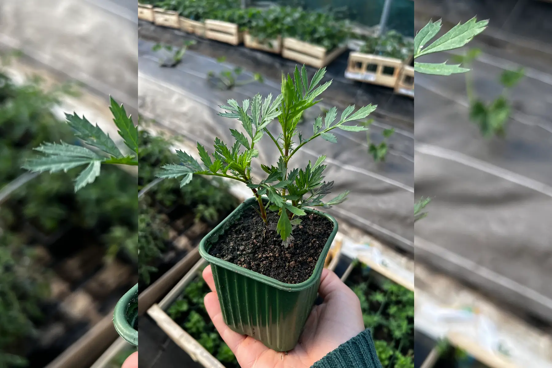 Plant œillet d’inde