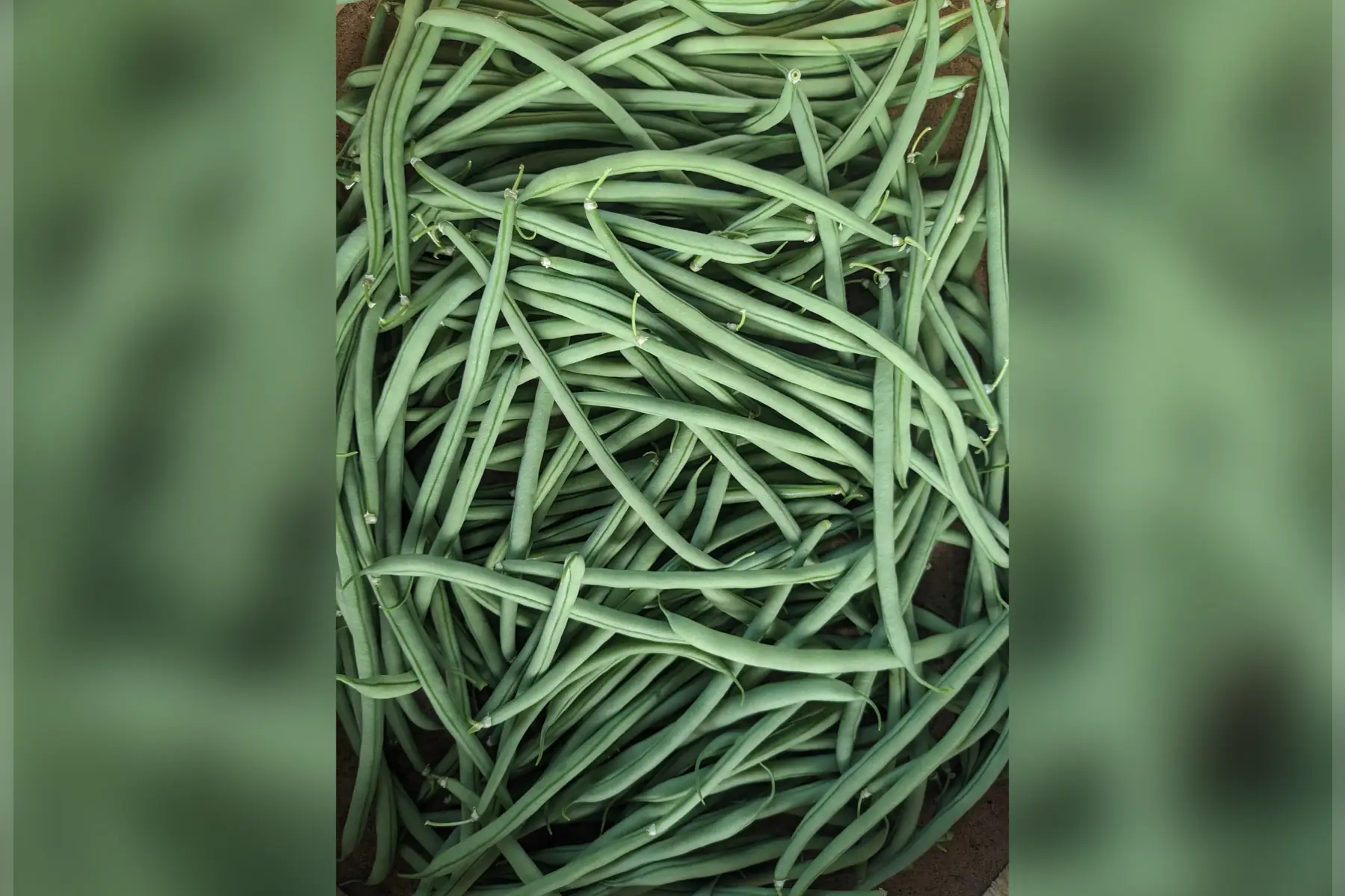 haricots verts