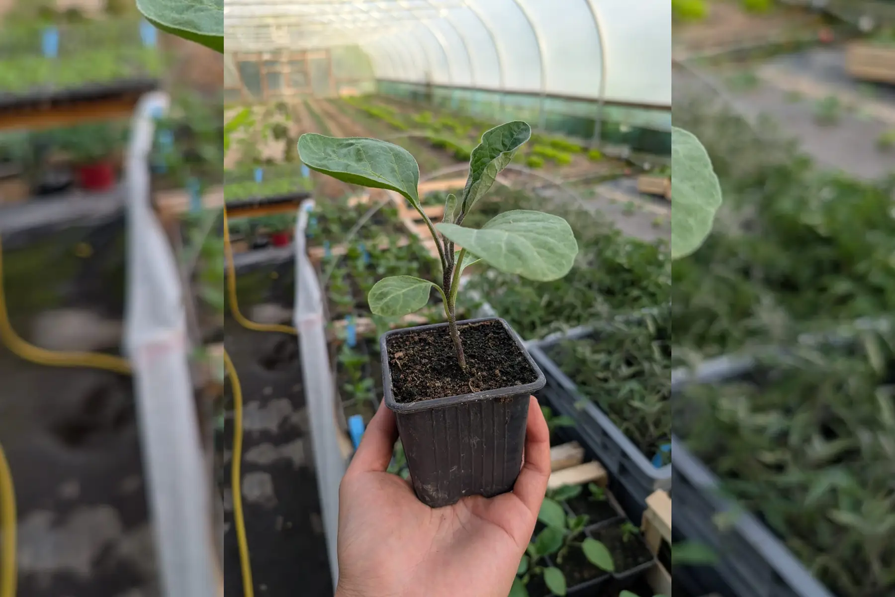 Plant d’aubergine