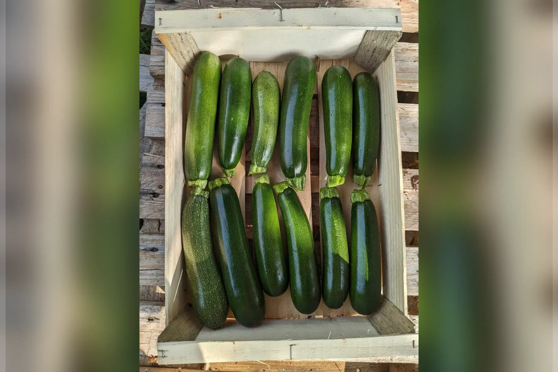 courgette verte