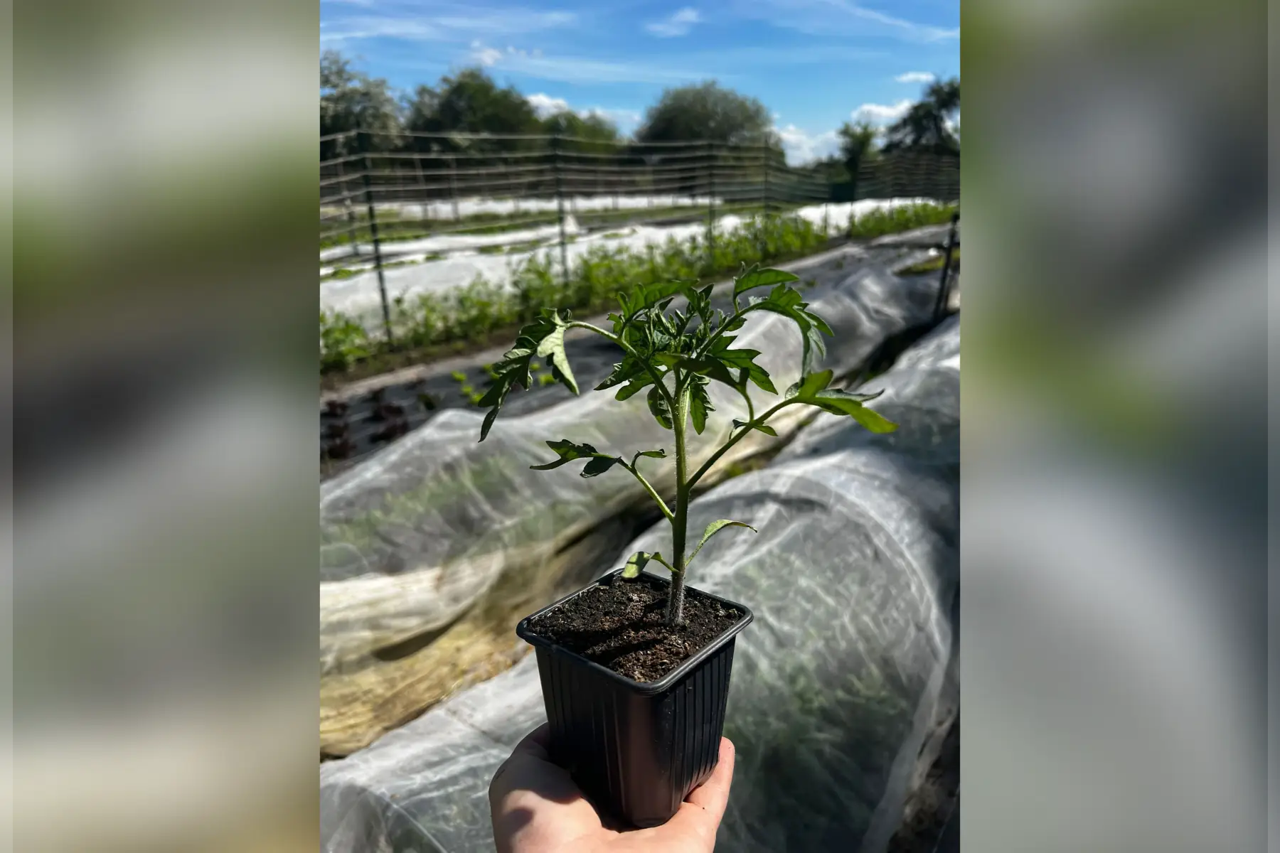Plant tomate