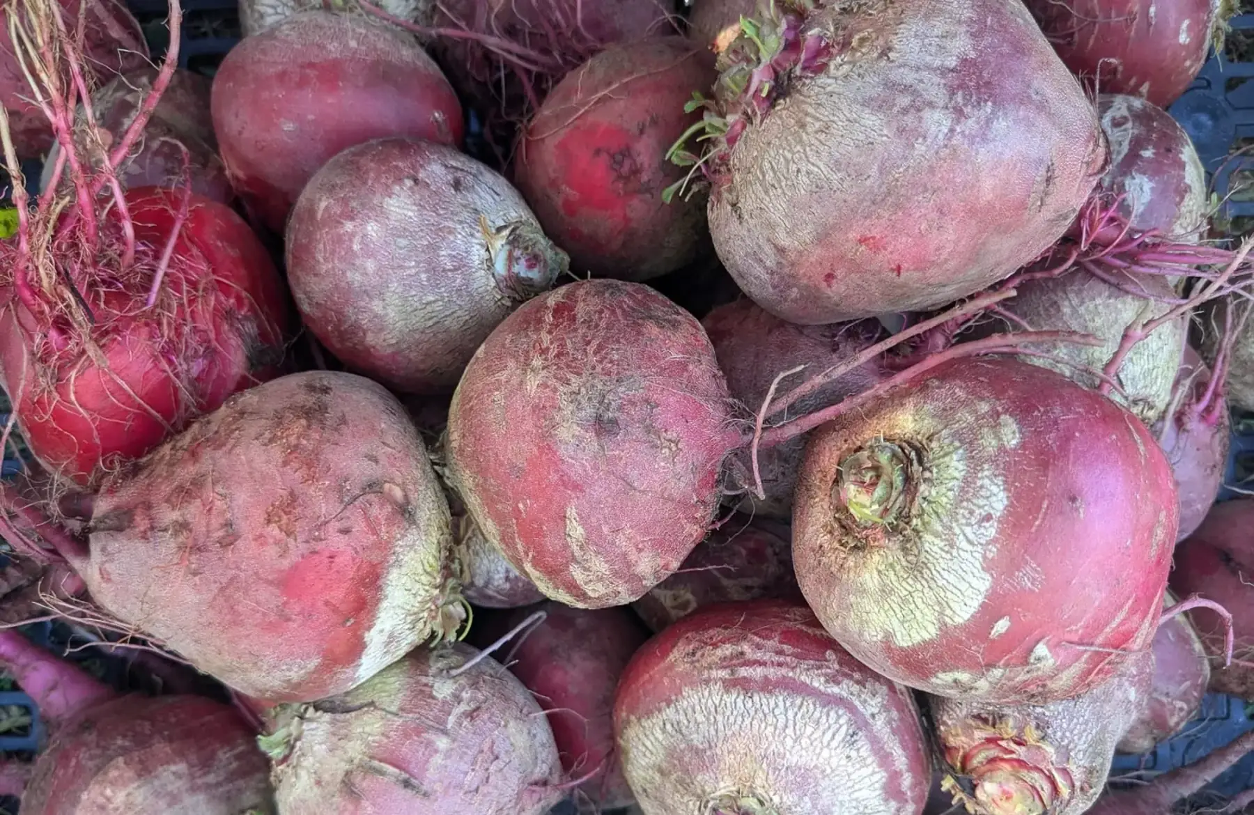 betterave chioggia kg