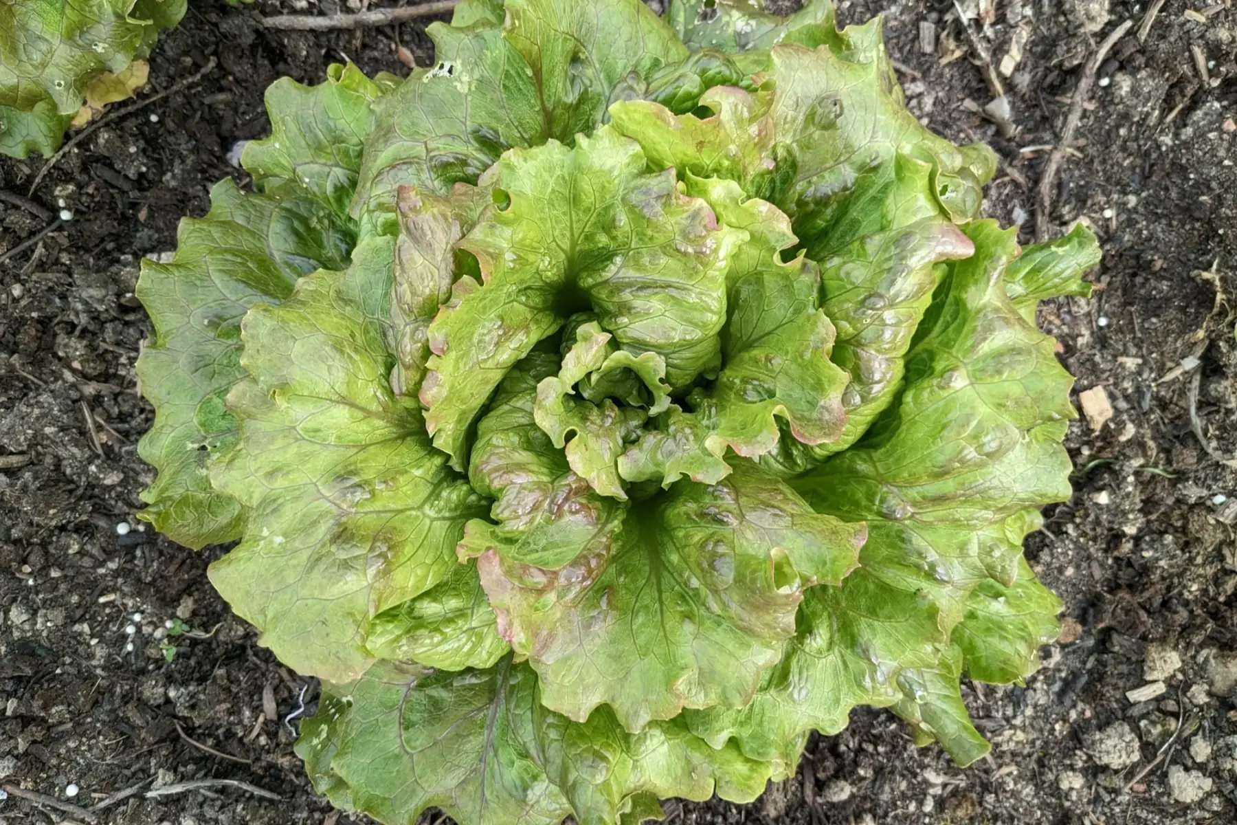 laitue batavia rouge carmen