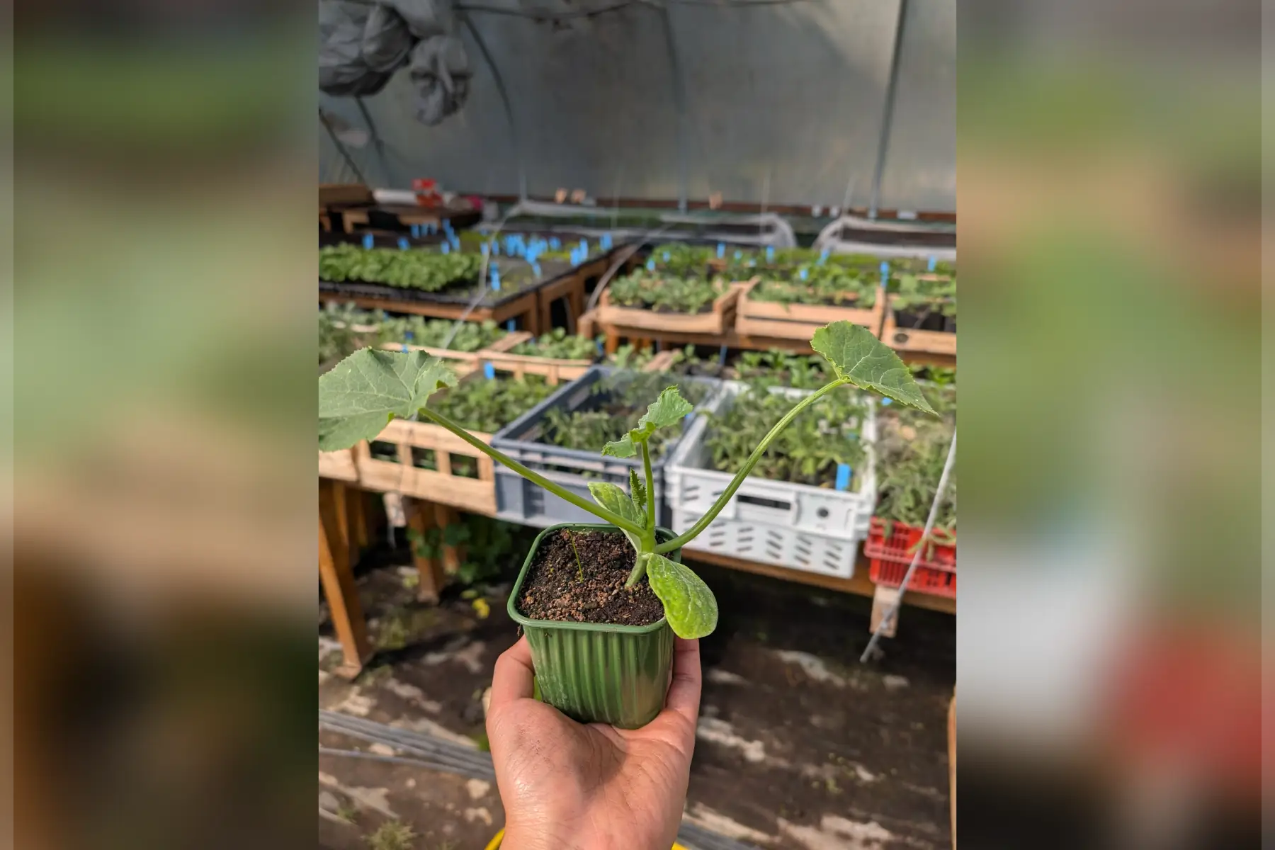 Plant courgette
