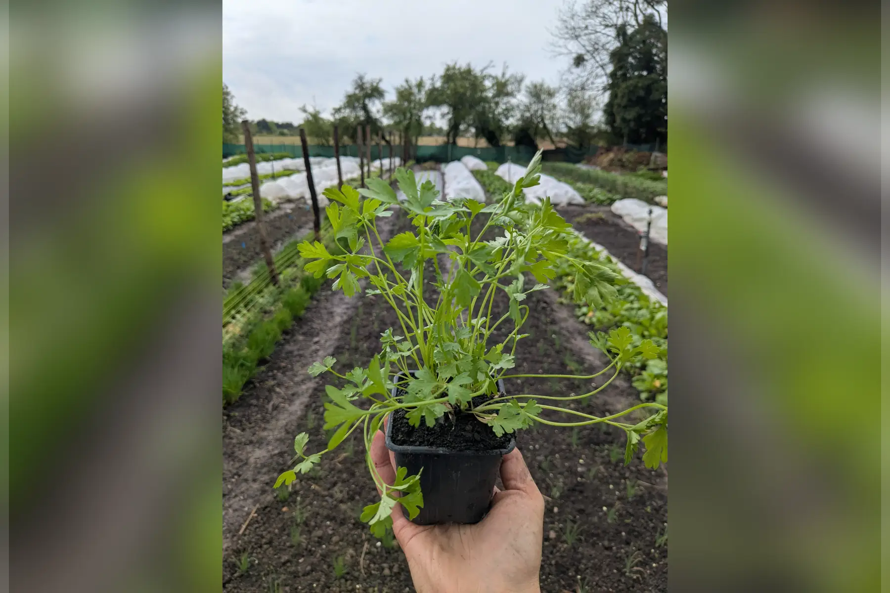 Plant de Persil plat