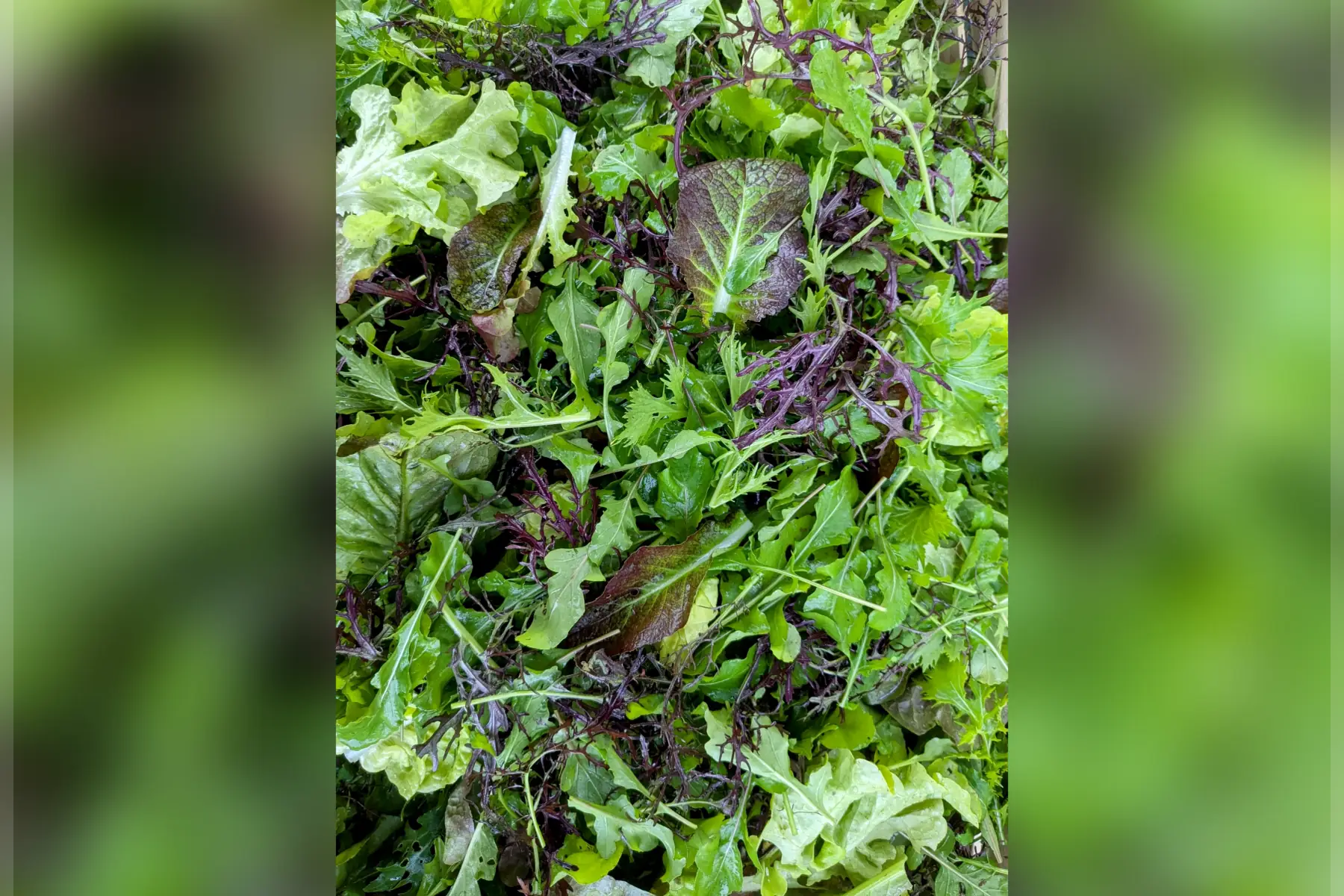 mesclun