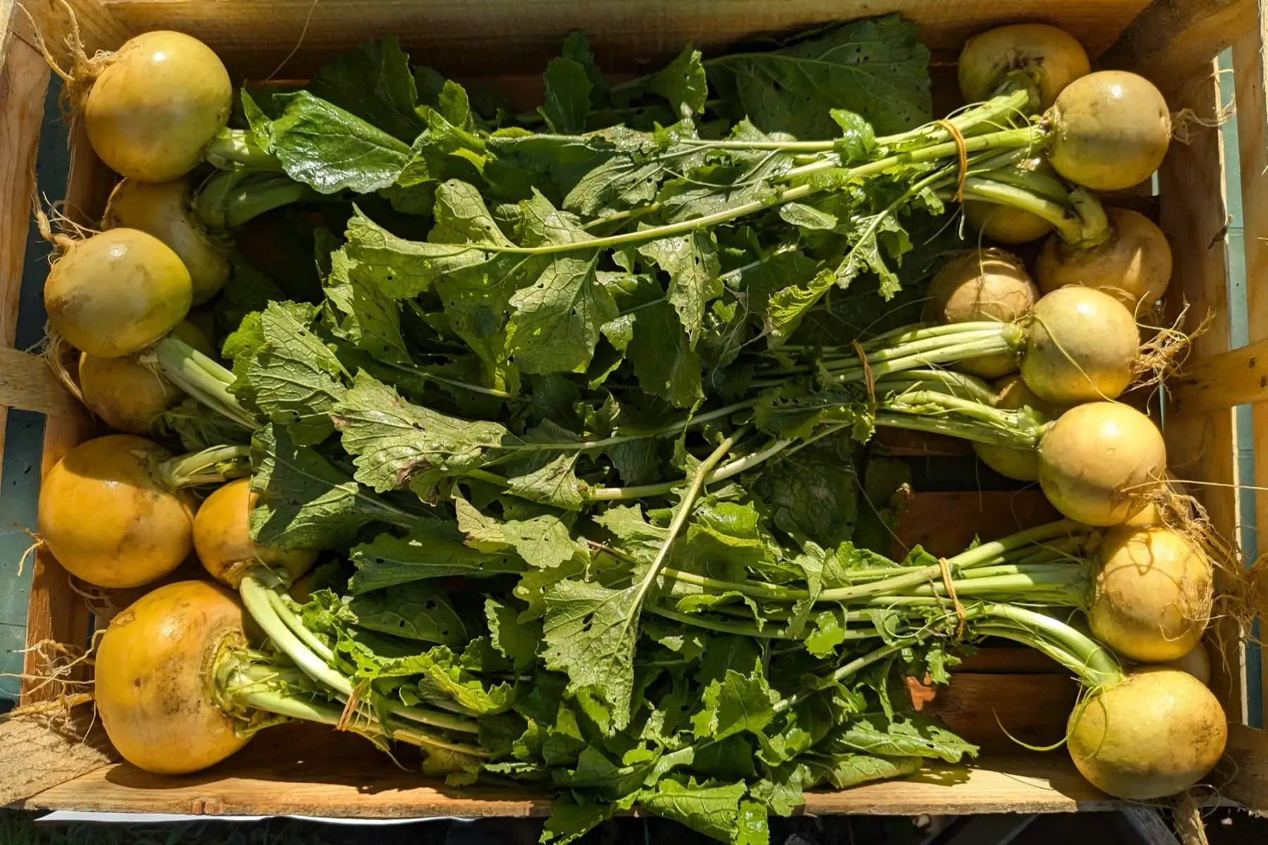 Navet jaune en botte