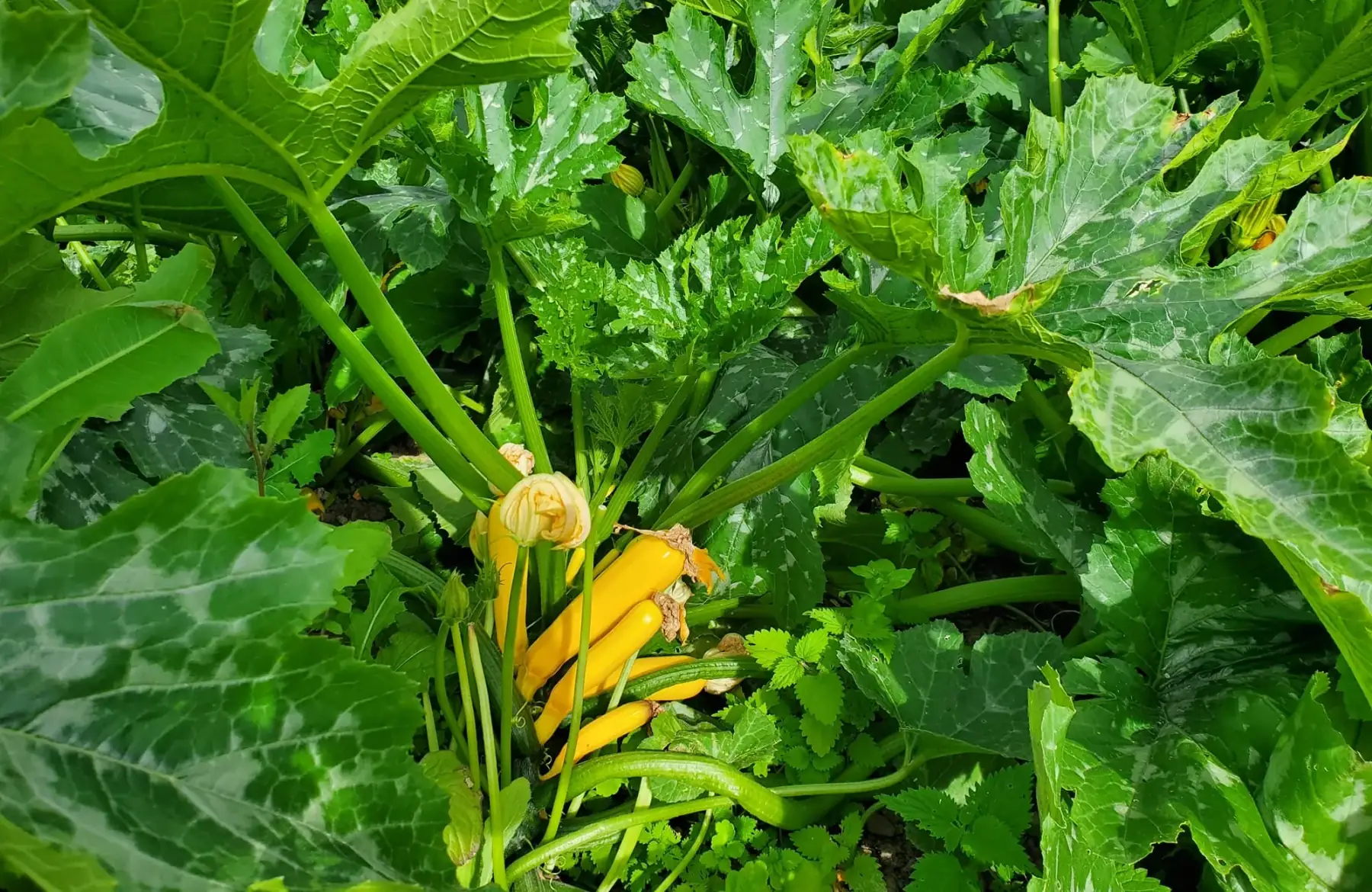 Du champ à l'assiette 72