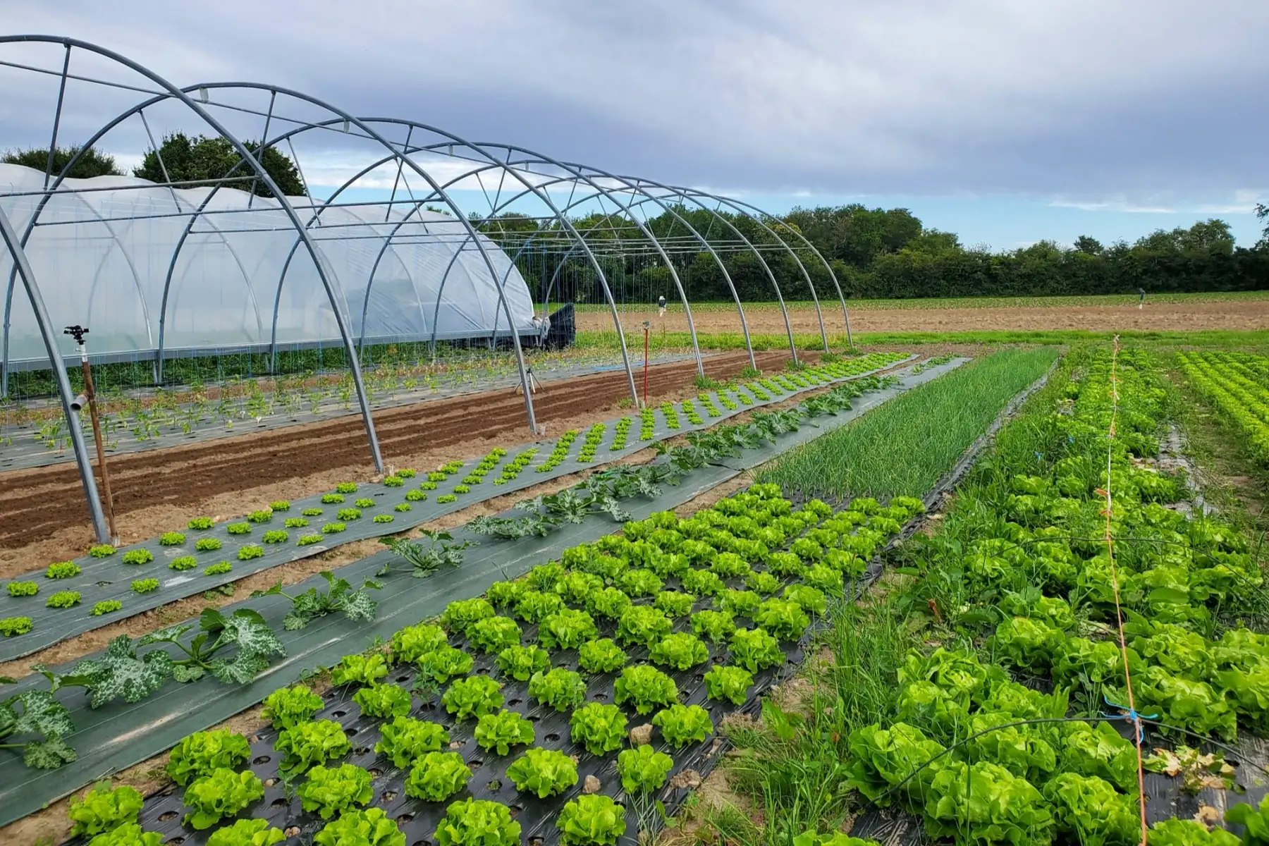 Du champ à l'assiette 72