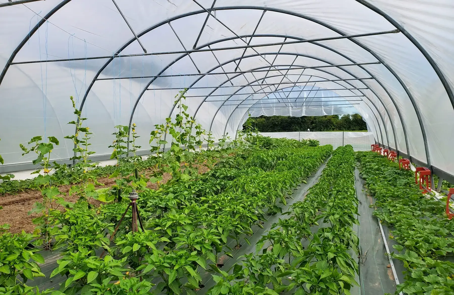 Du champ à l'assiette 72