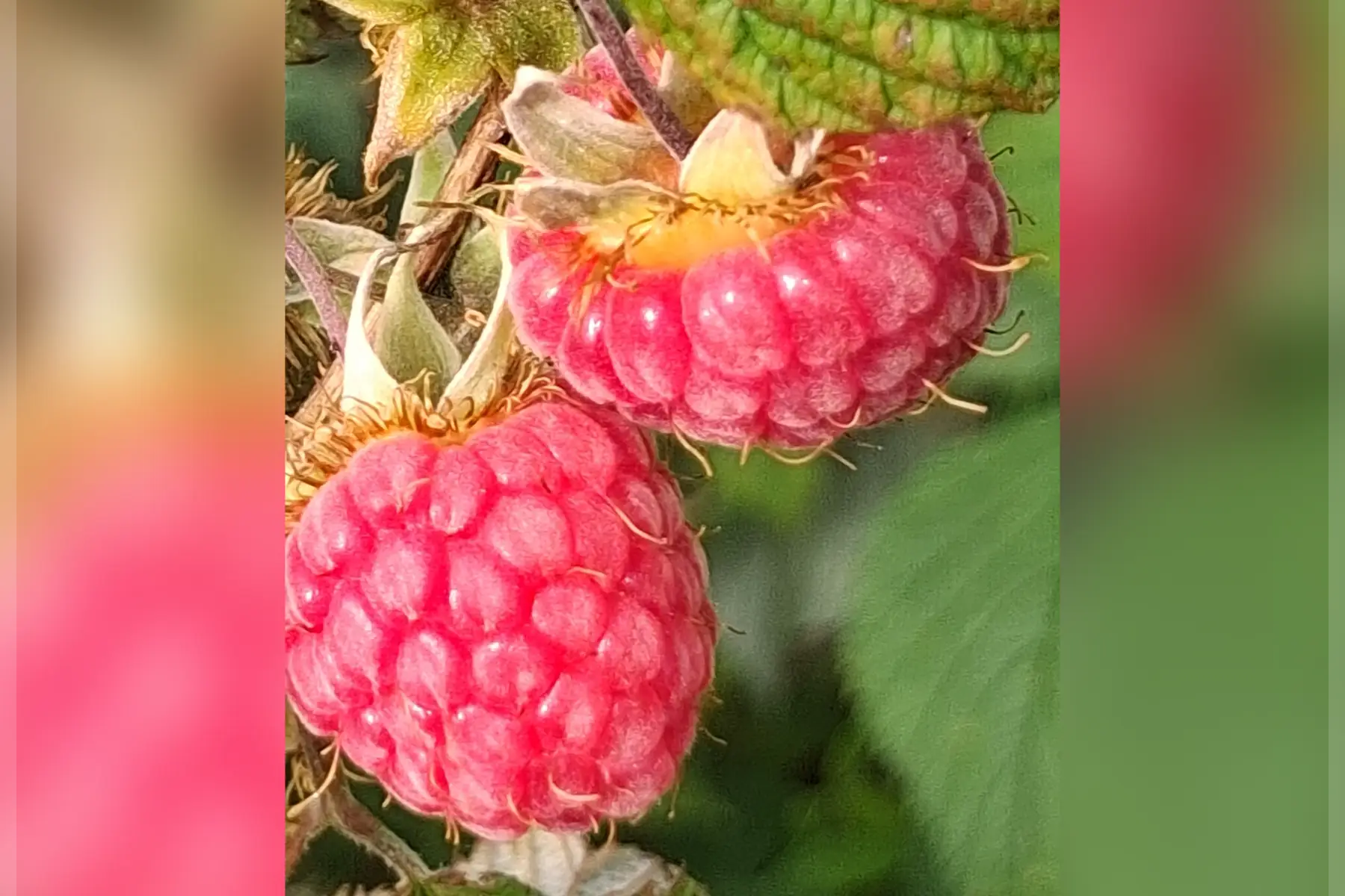Framboises