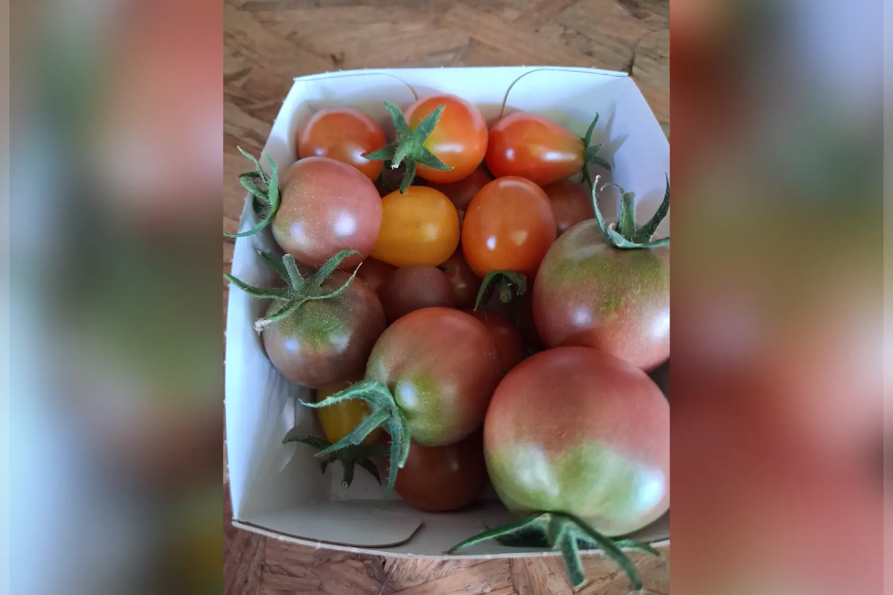 Tomates cerise